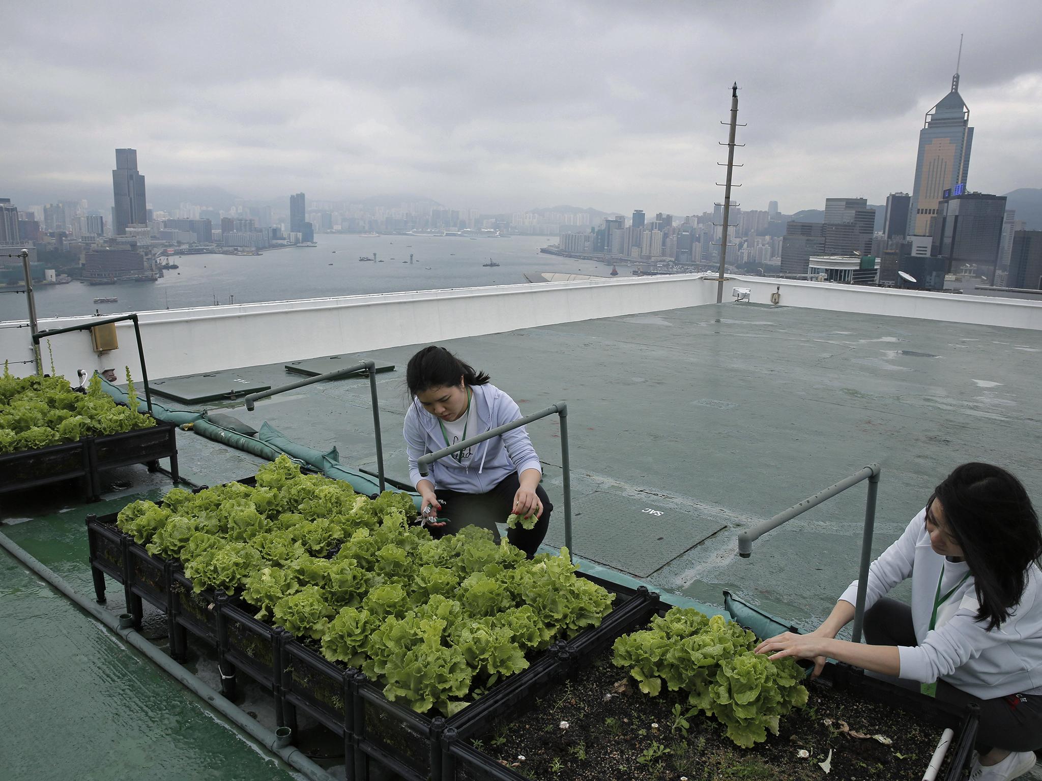 The farm on the top of the Bank of America tower’s disused helipad was a milestone as it is the first to be set up in the financial district