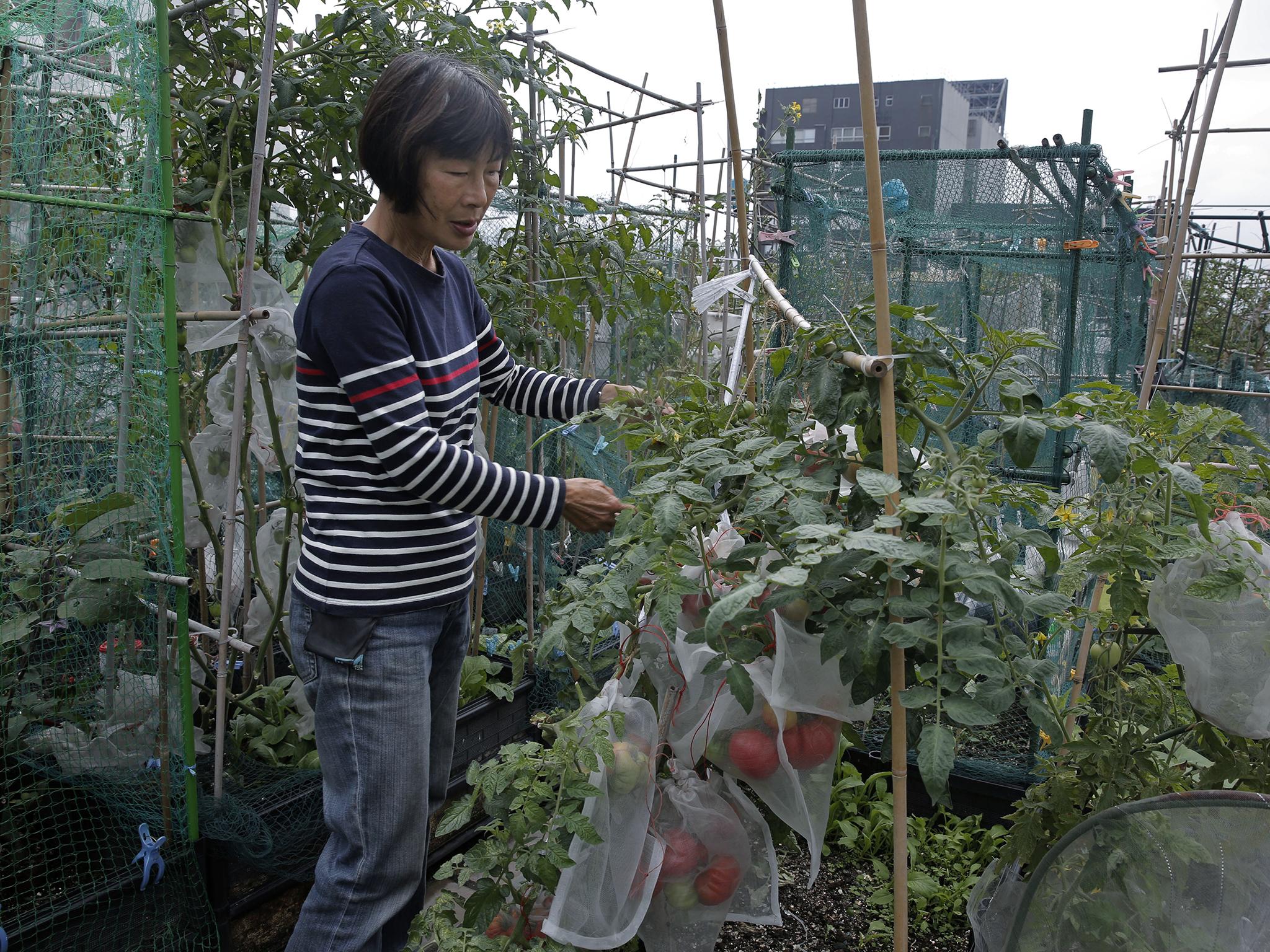 But the main product of the farms isn’t edible: instead they improve the wellbeing and happiness of Hong Kong’s socially isolated residents