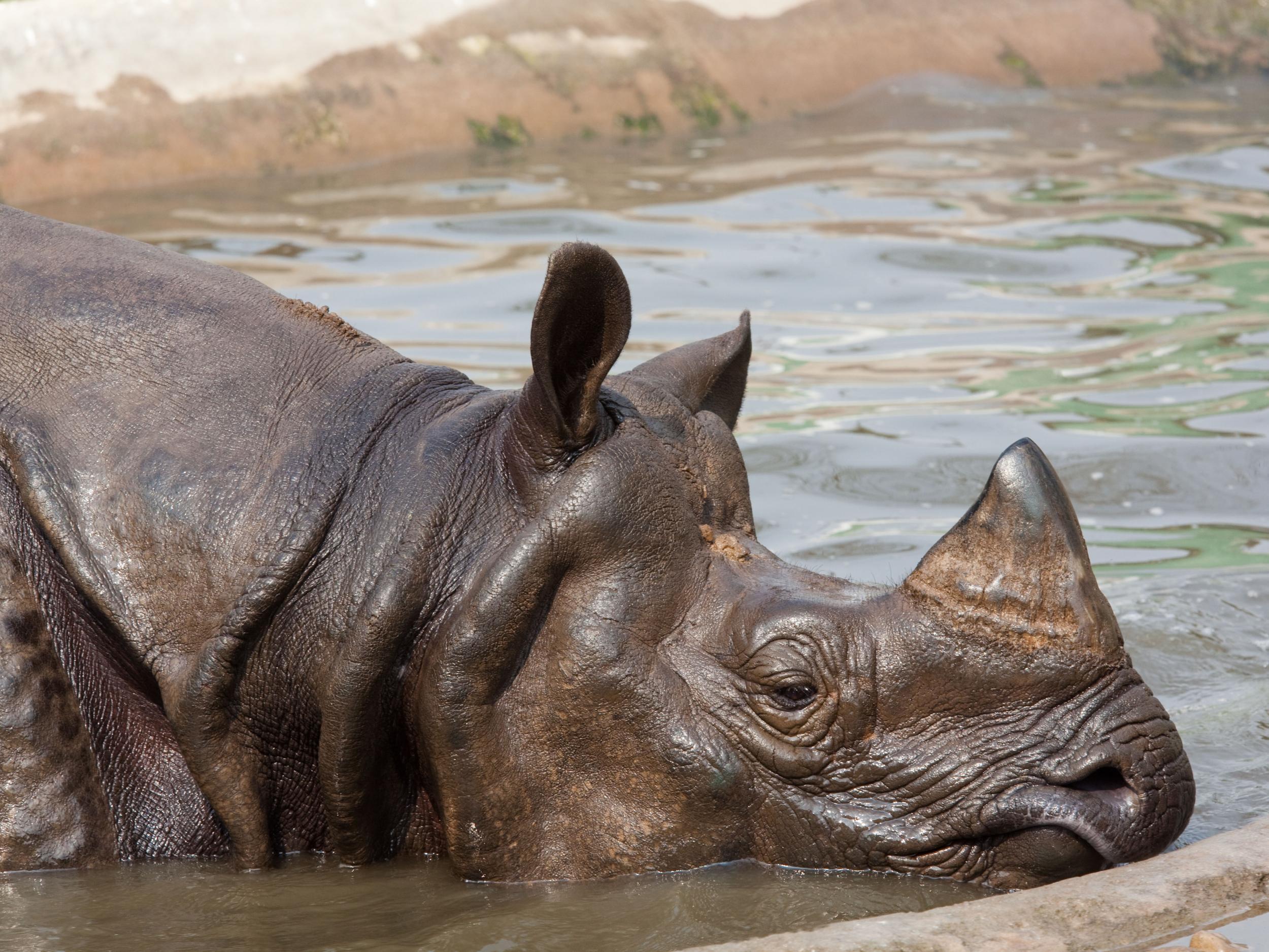 A greater one-horned rhino in a zoo. Only about 3,500 individuals remain in the wild in Asia