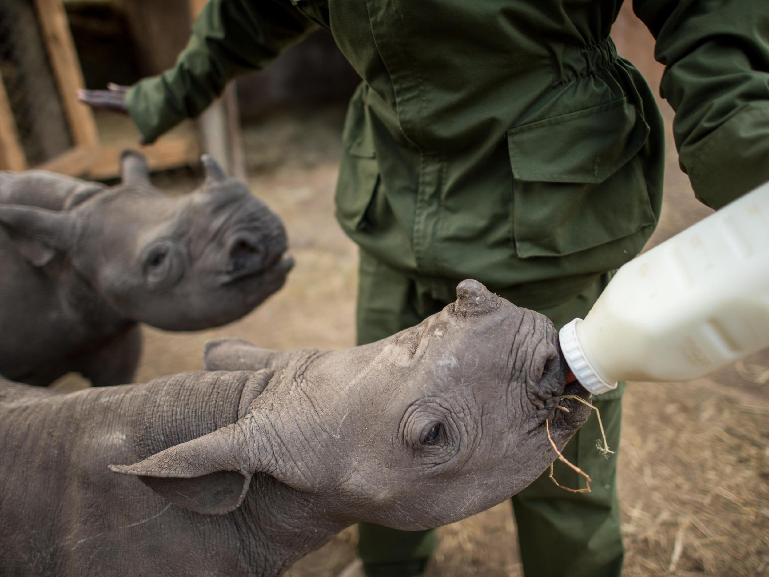 Hand-rearing orphaned baby southern white rhino, South Africa