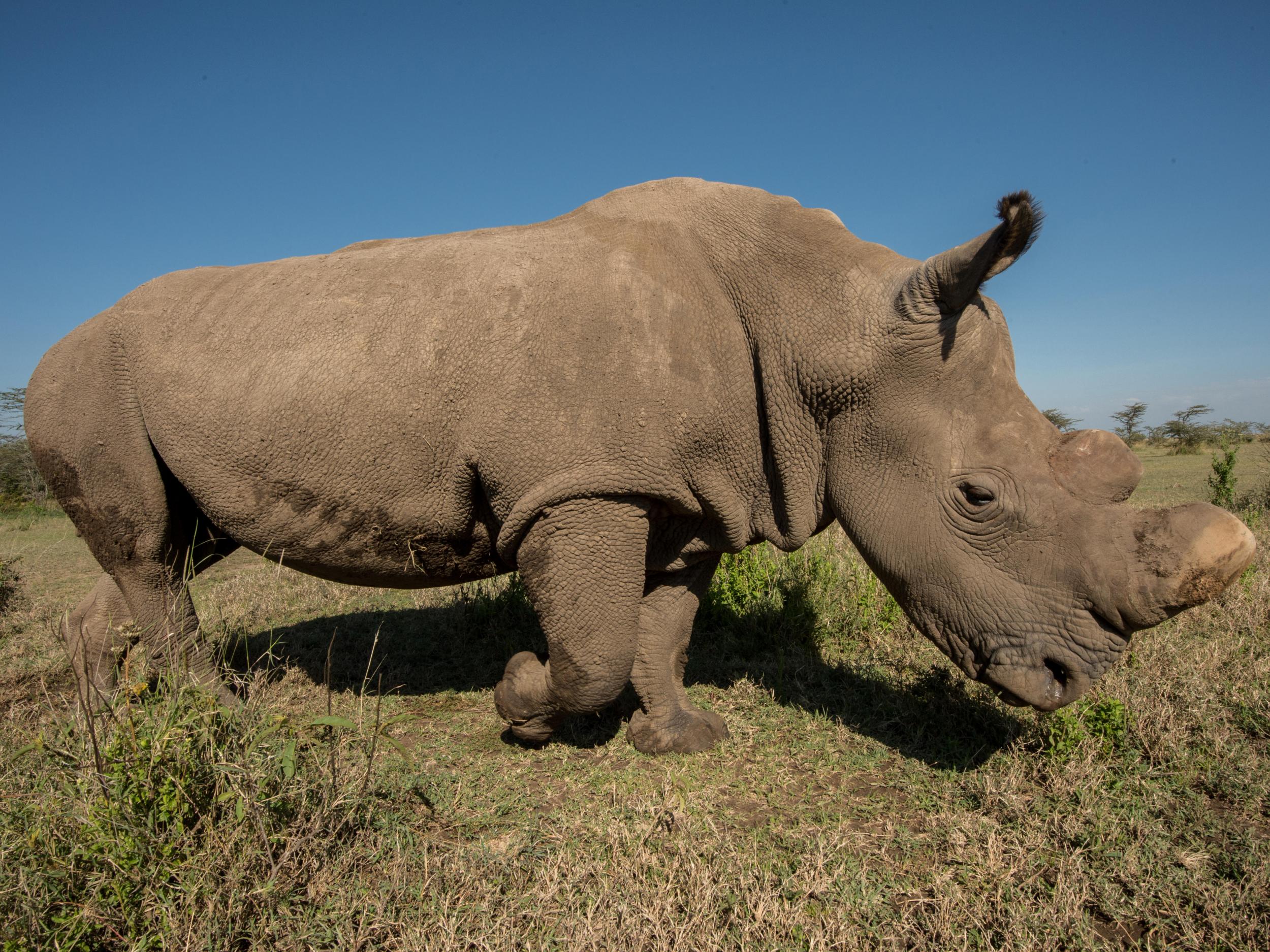 The death of Sudan leaves his daughter and granddaughter as the only ‘living dead’ of their subspecies