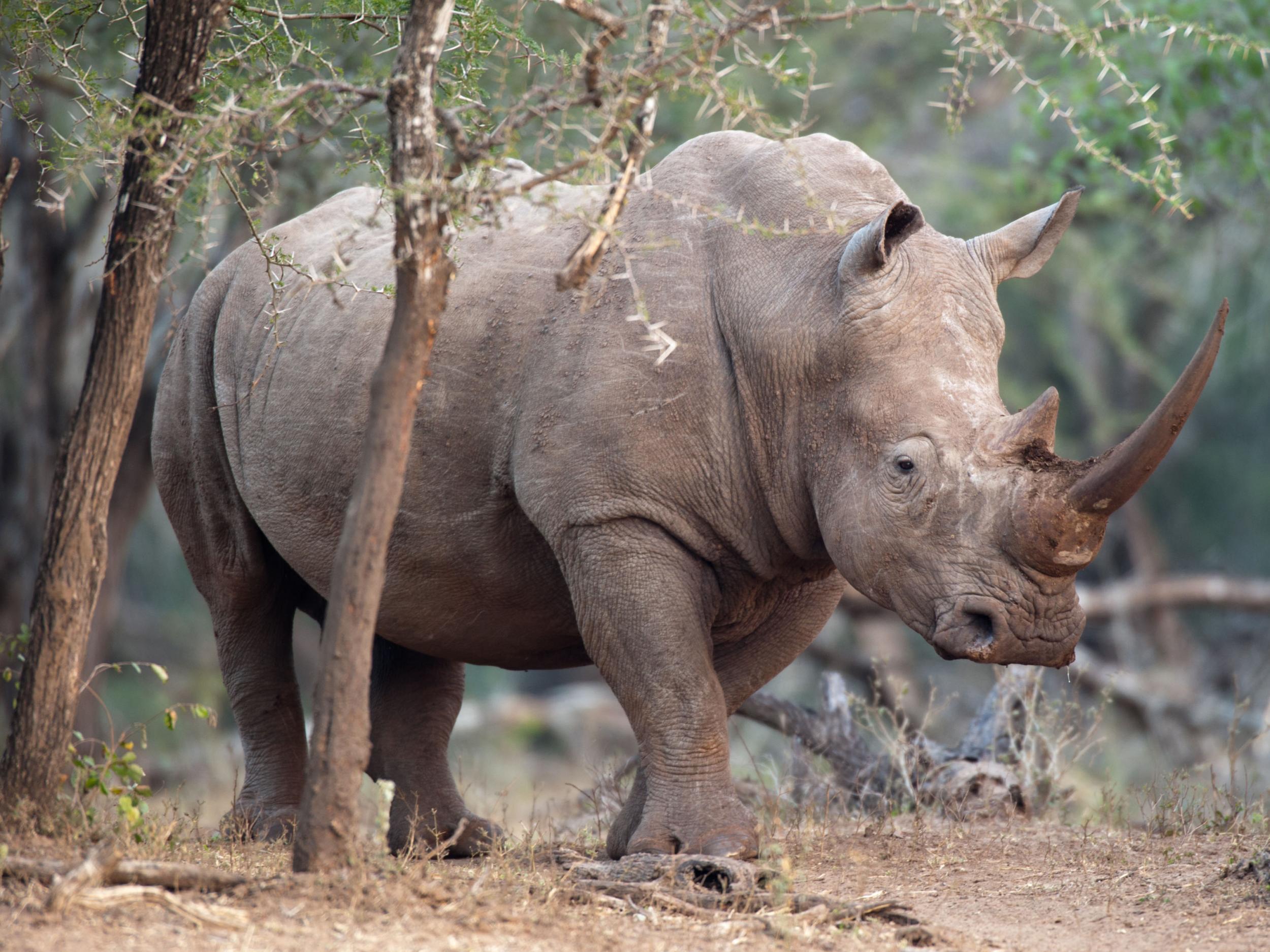 Most southern white rhino are found in South Africa where they are under sustained pressure from poaching for their horn