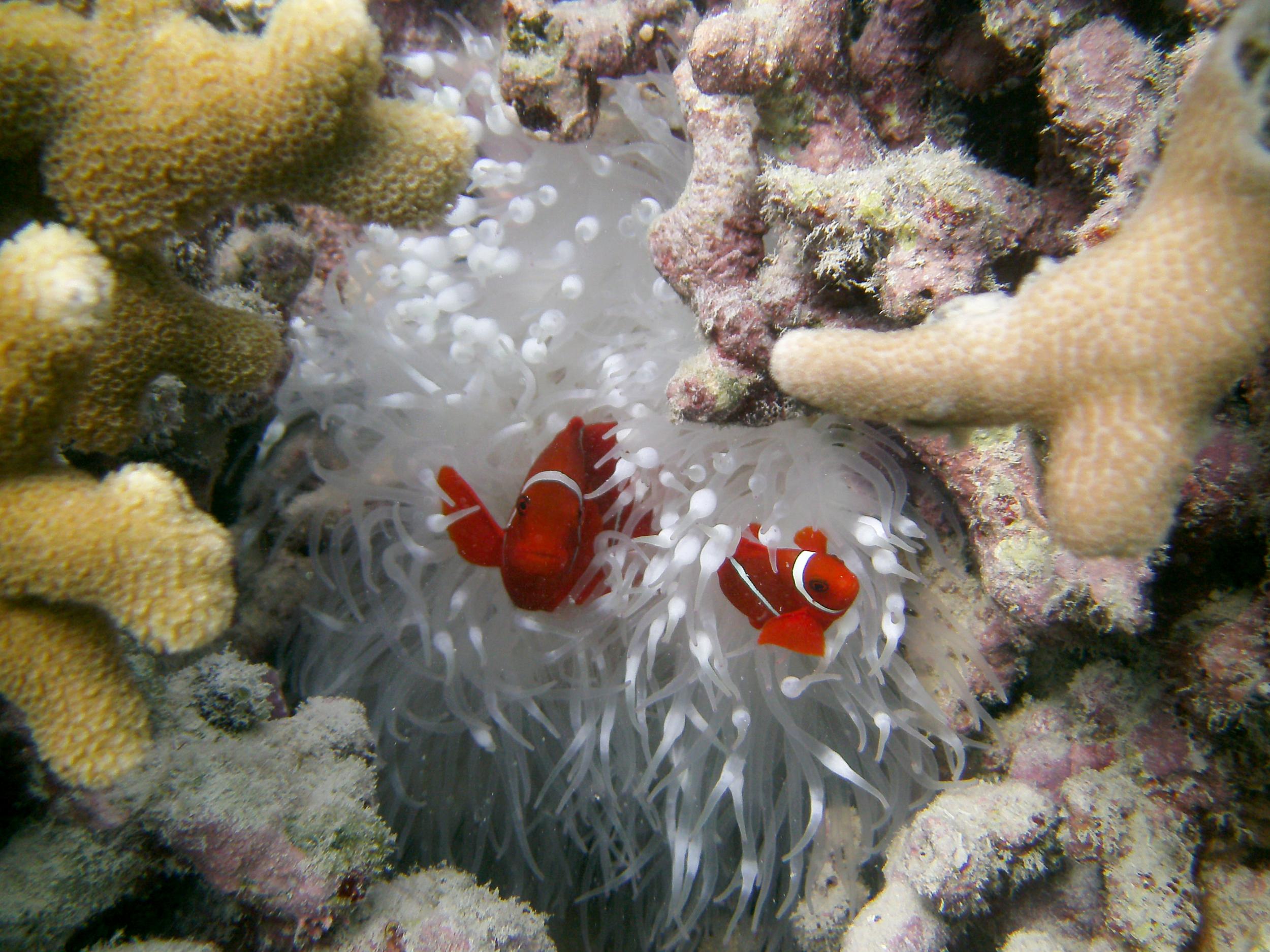 Clownfish are among the species facing declines on coral reefs as a result of bleaching events