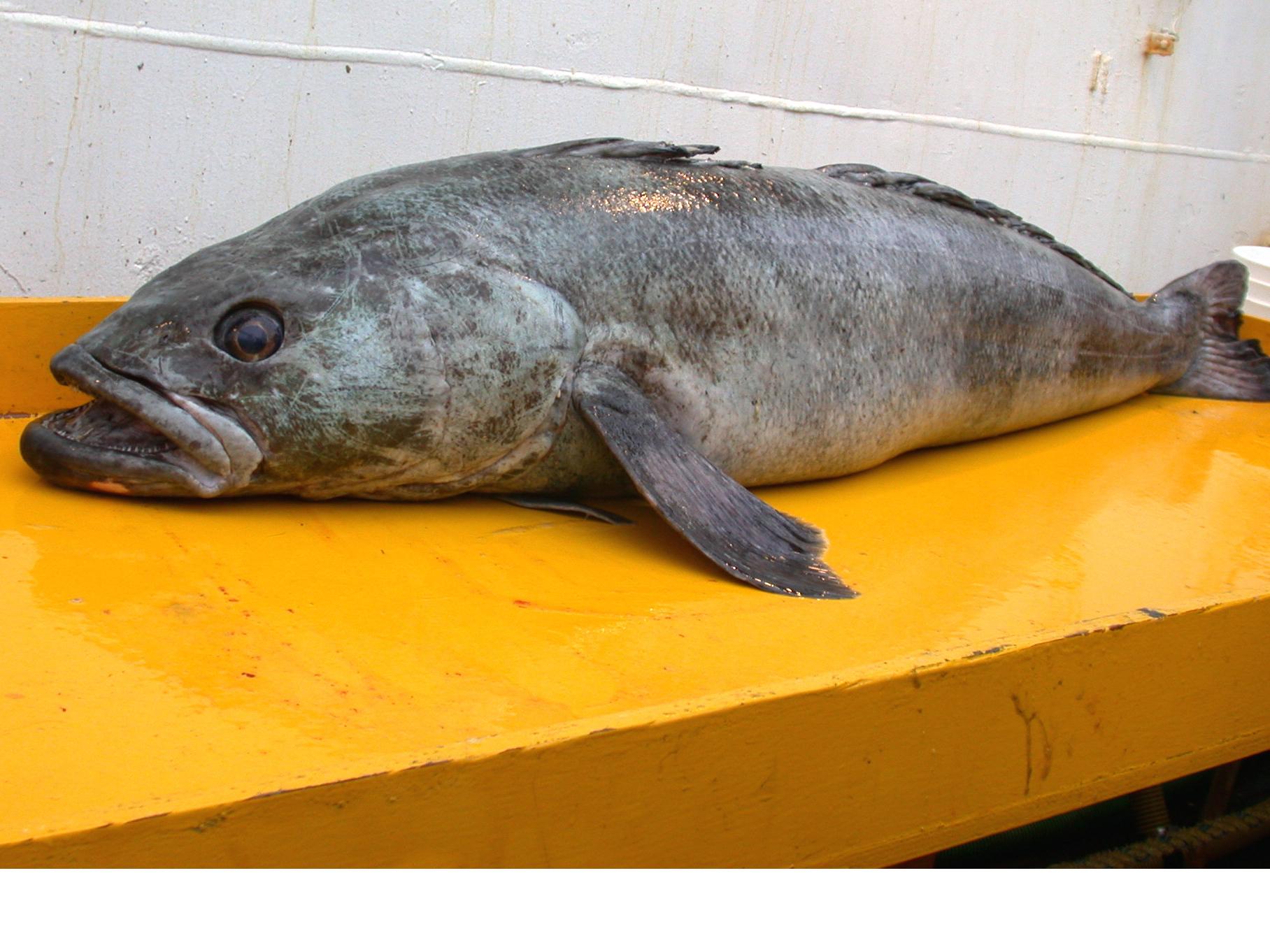 An Antarctic toothfish