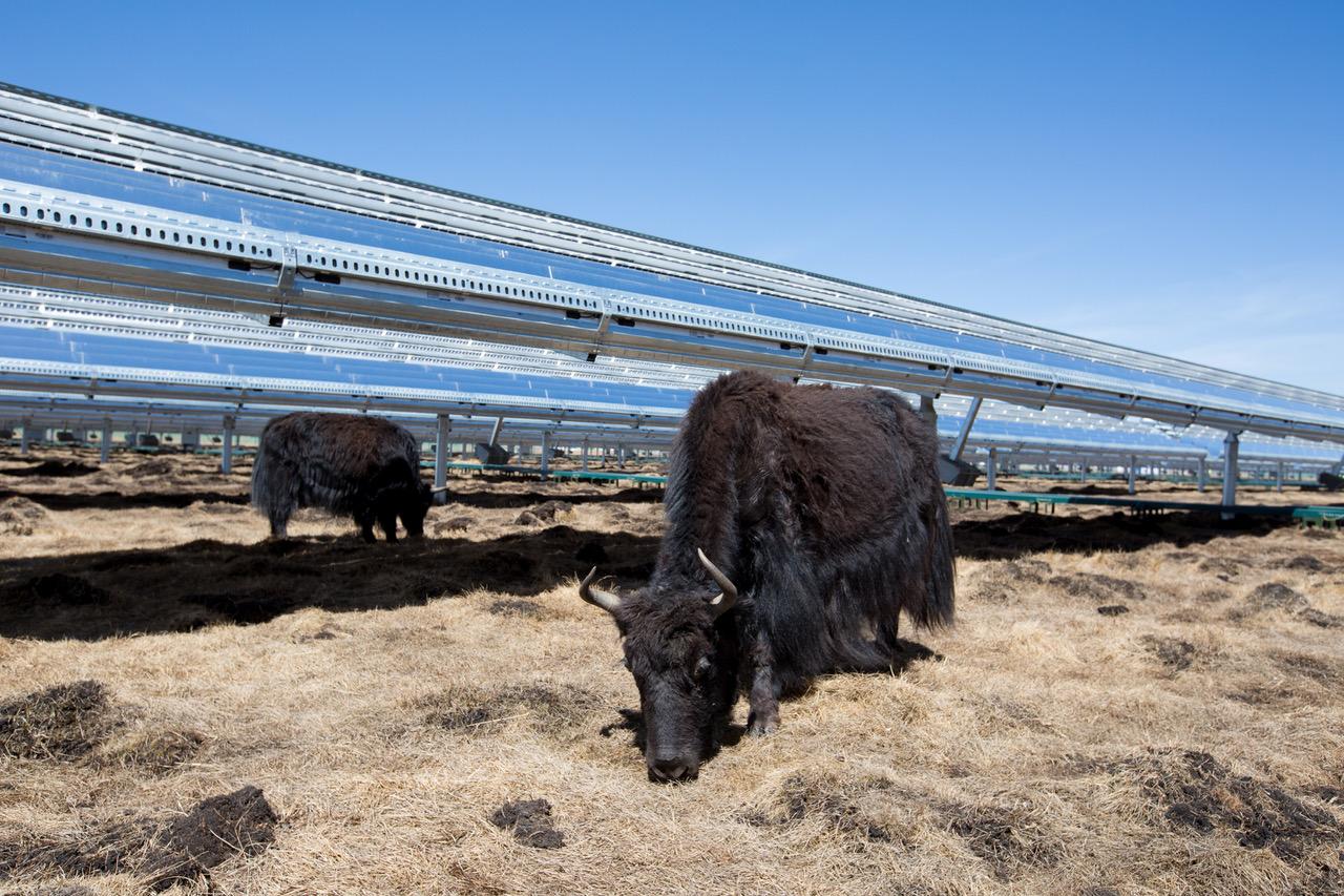 In China the panels are mounted high off the ground, which means that the grass underneath can grow. It also means that the local yak can eat it