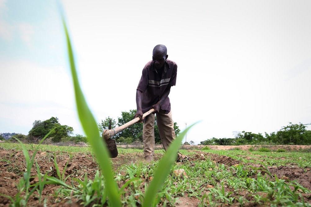 If policy only focuses on supplying cheap starches, demand for nutritious foods will exceed the supply