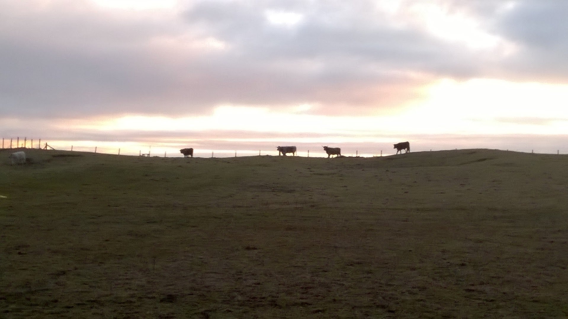 The empty moors of northern Lewis still have some signs of life