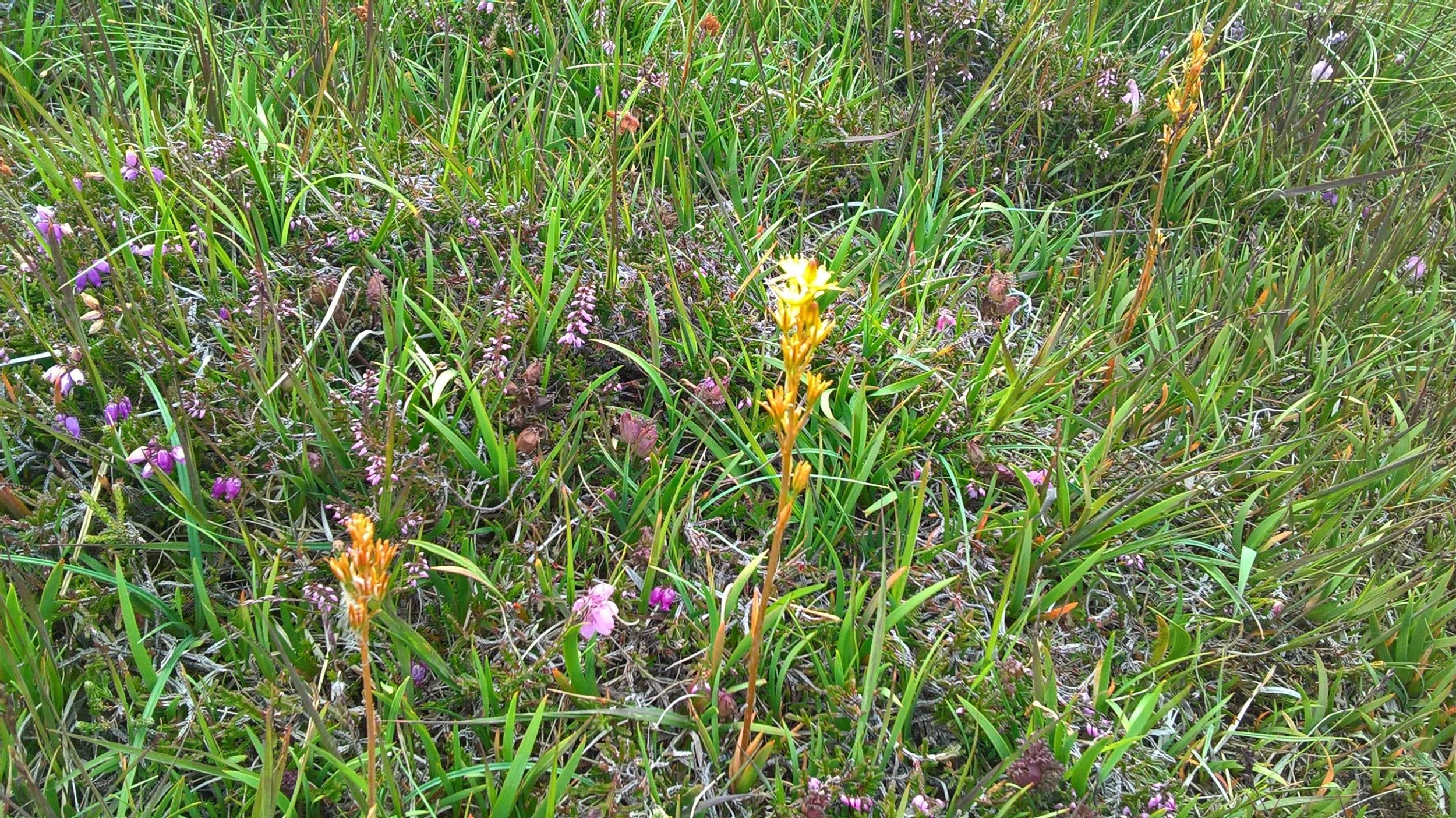 Wild flowers grow in abundance