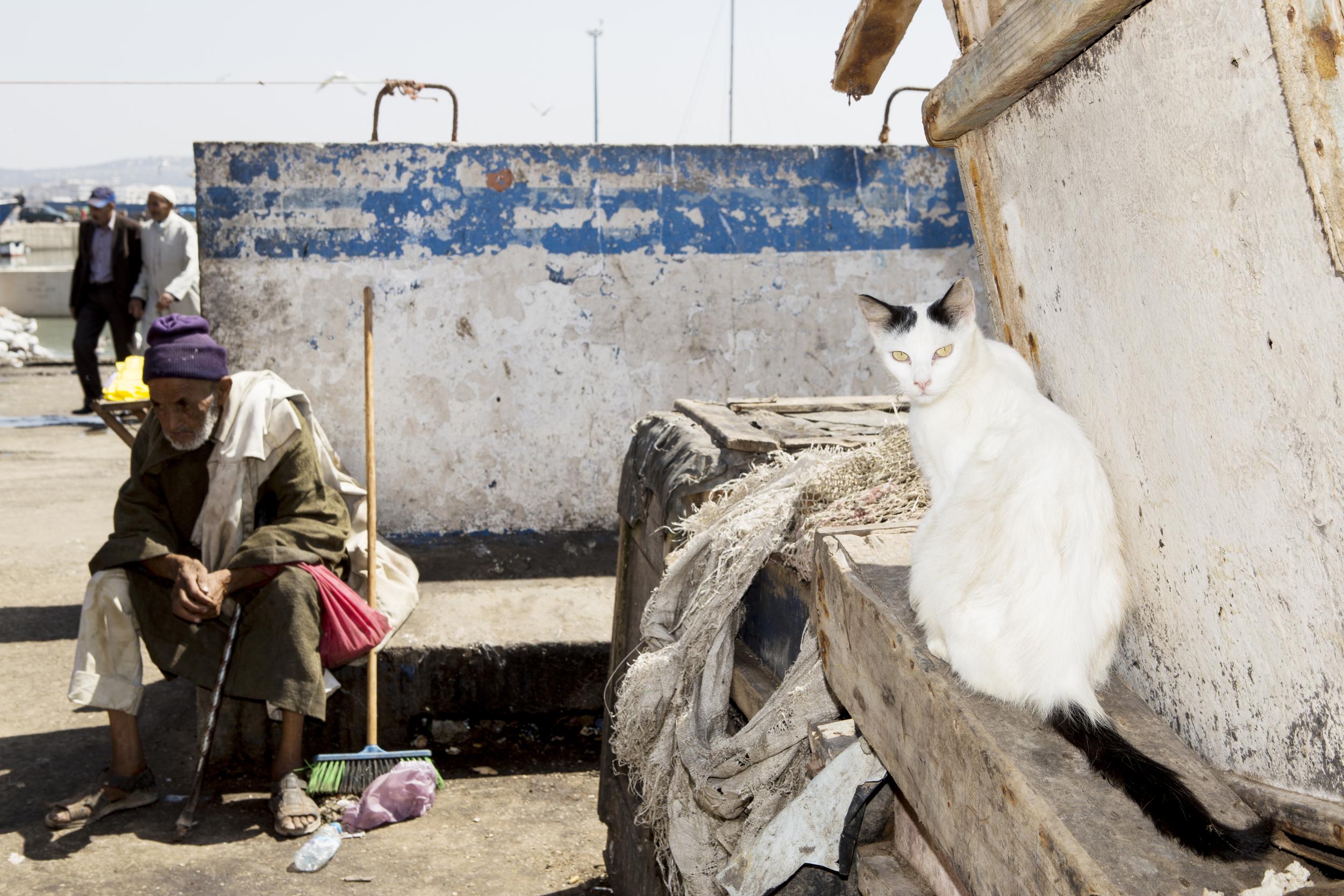 Portrait of a cat and his humble servant