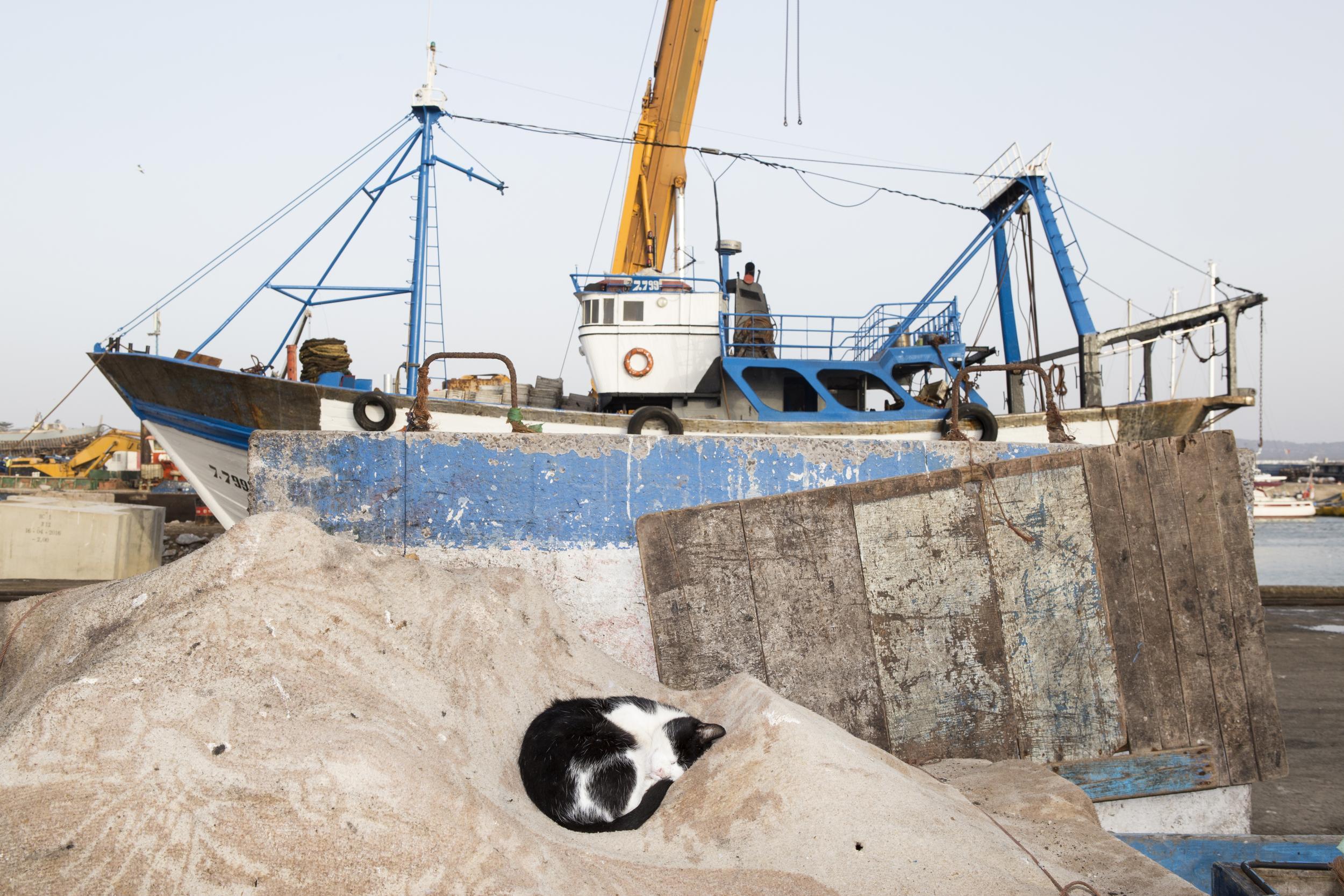 An Essaouira cat dosing on the dockside (Sanne Zurne)