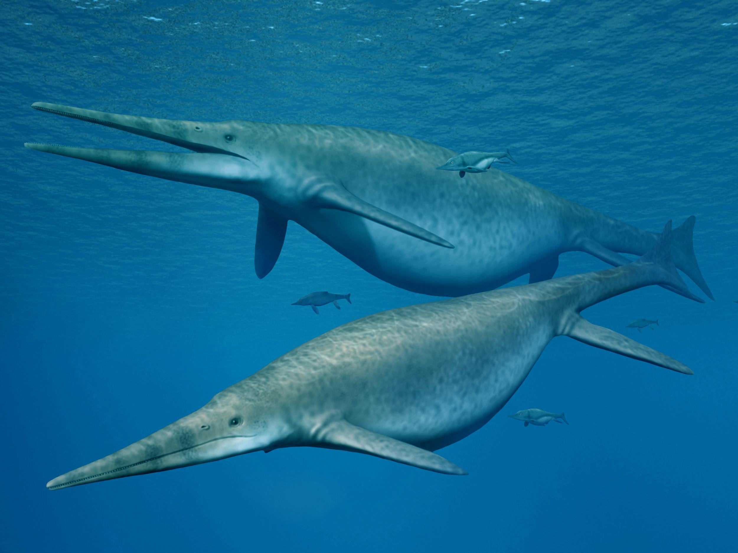 Shonisaurus, an enormous sea reptile very similar to the newly discovered creature