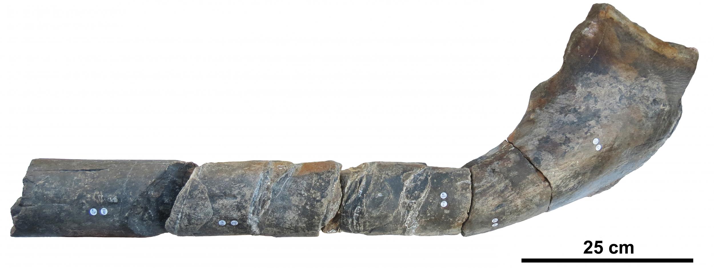 Jaw bone of the giant ichthyosaur found in Somerset