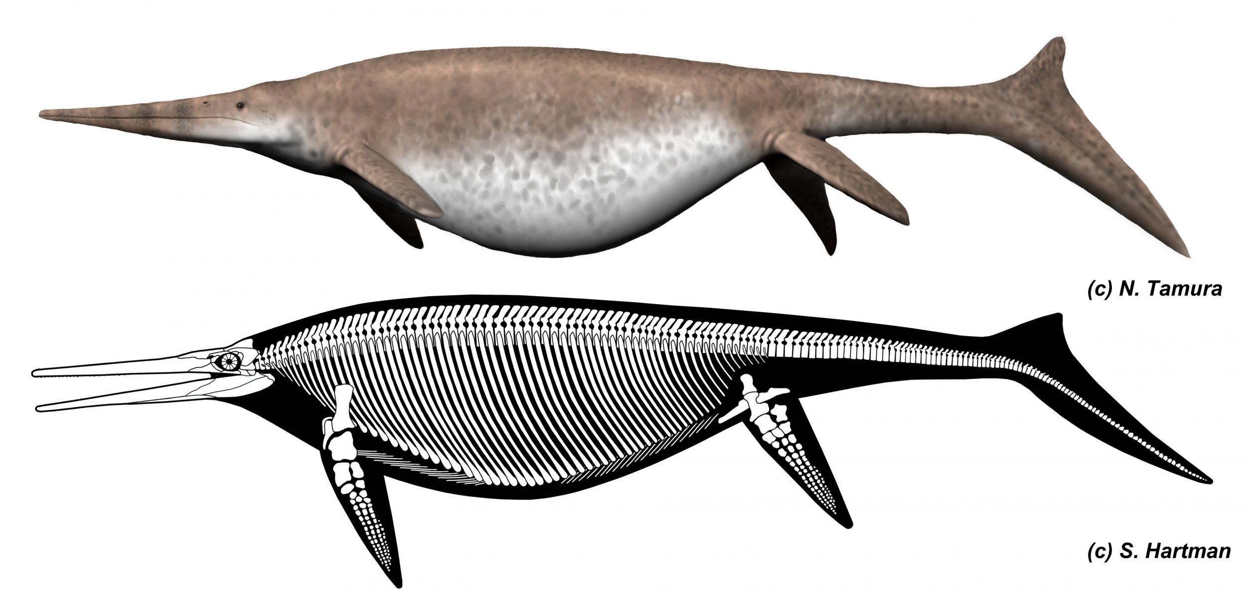 Life and skeletal reconstruction of Shonisaurus, the ichthyosaur the researchers compared their newly discovered specimen to (Nobumichi Tamura &amp;amp; Scott Hartman)