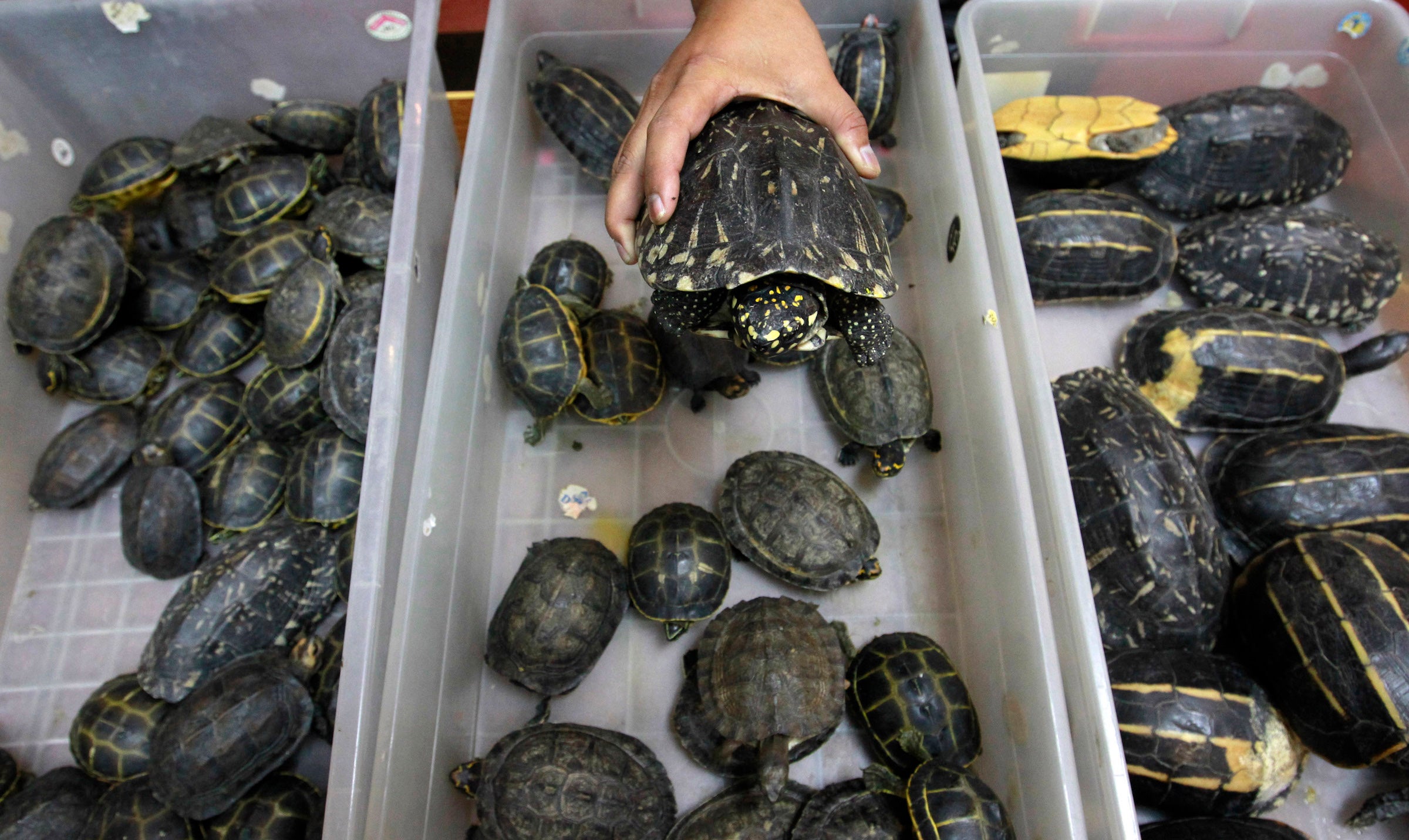 Two men were arrested in Kolkata after police found nearly 10,000 sea turtles in their suitcase