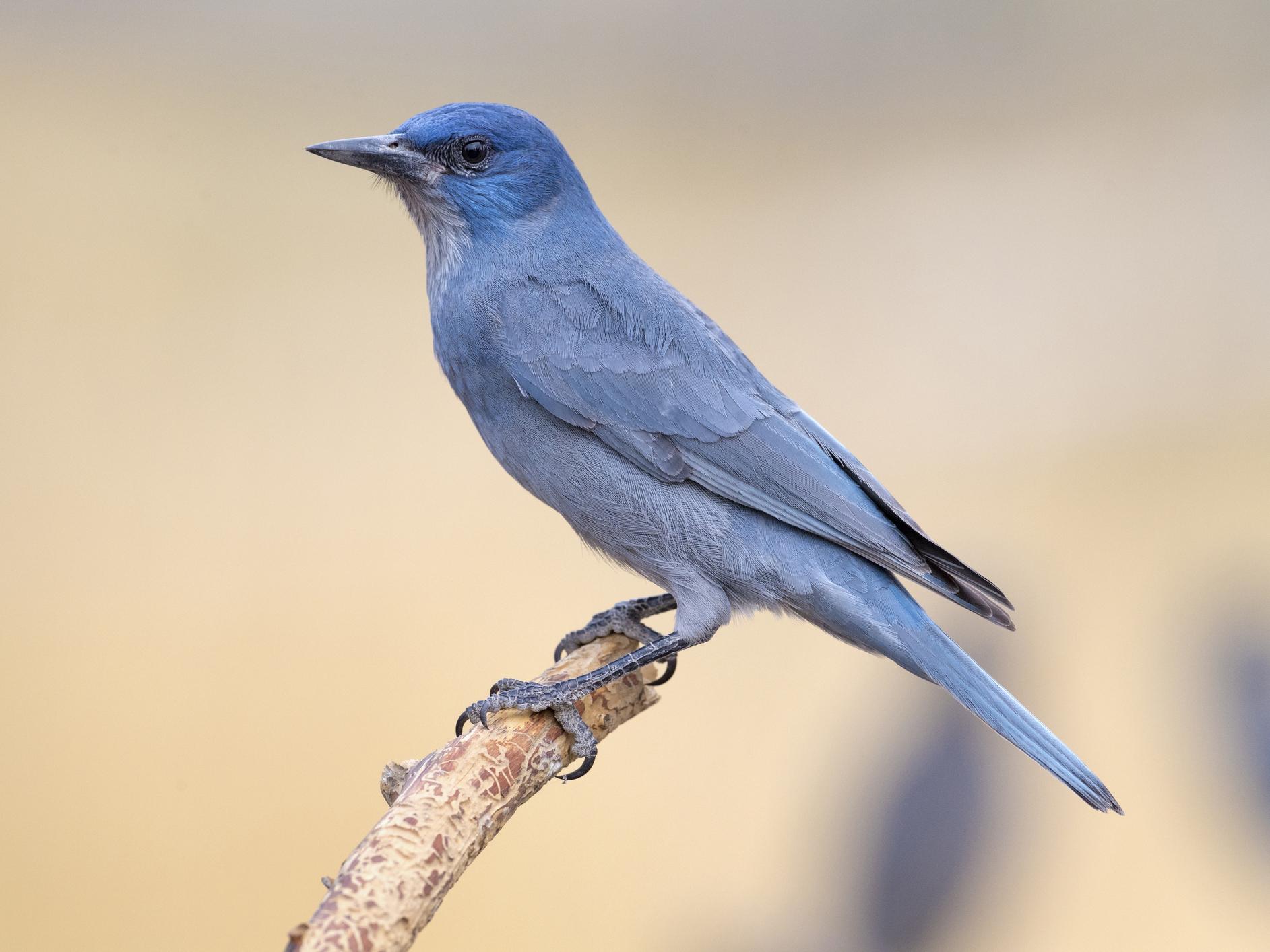 Scientists wanted to find out if giving pinyon jays high dosages of the hormone mesotocin made them more generous