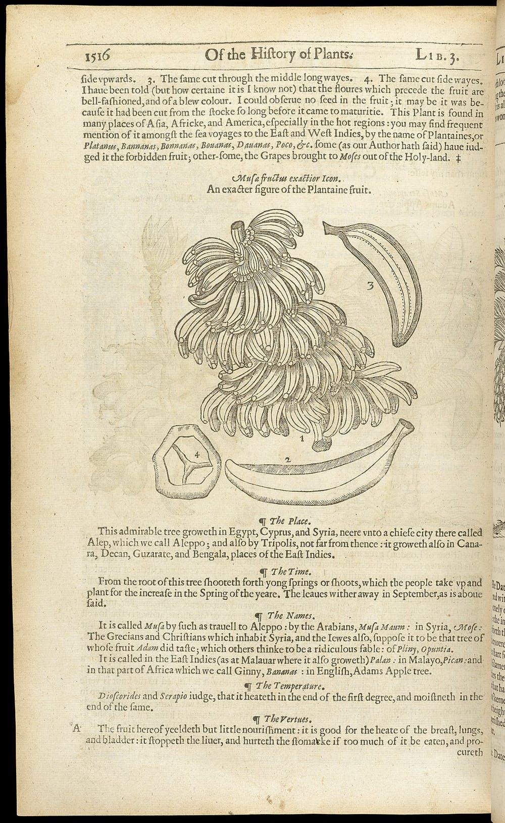 Page 1516 of the Johnson edition of The Herball or Generall Historie of Plantes