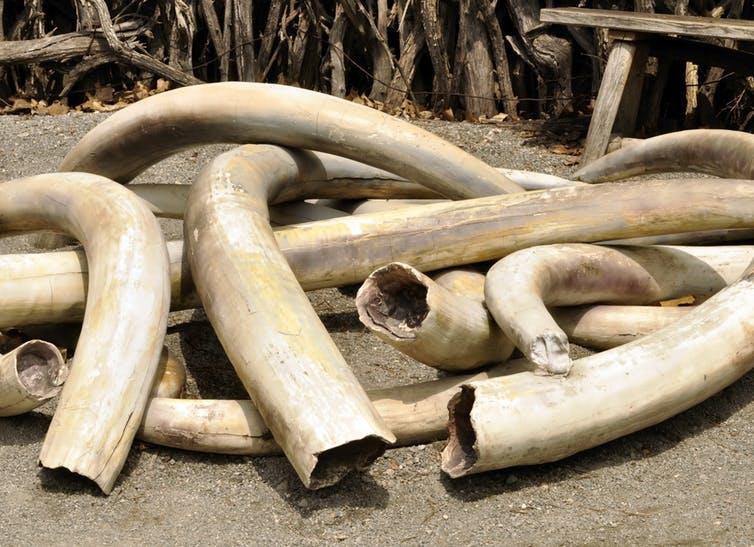 The ivory trade continues to pose a significant threat to the world’s elephants