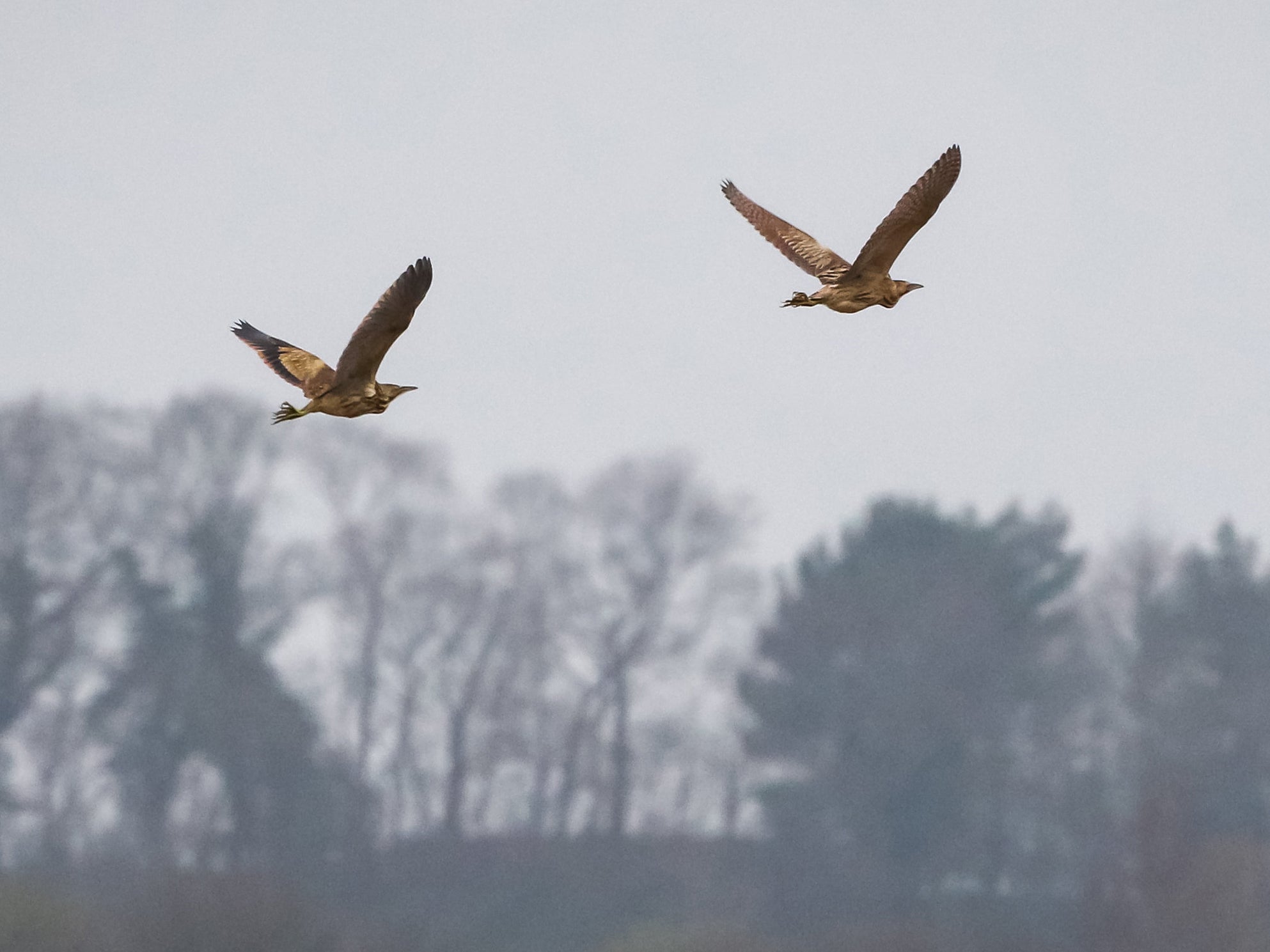 The American and Eurasian bitterns flying together in Carlton Marshes