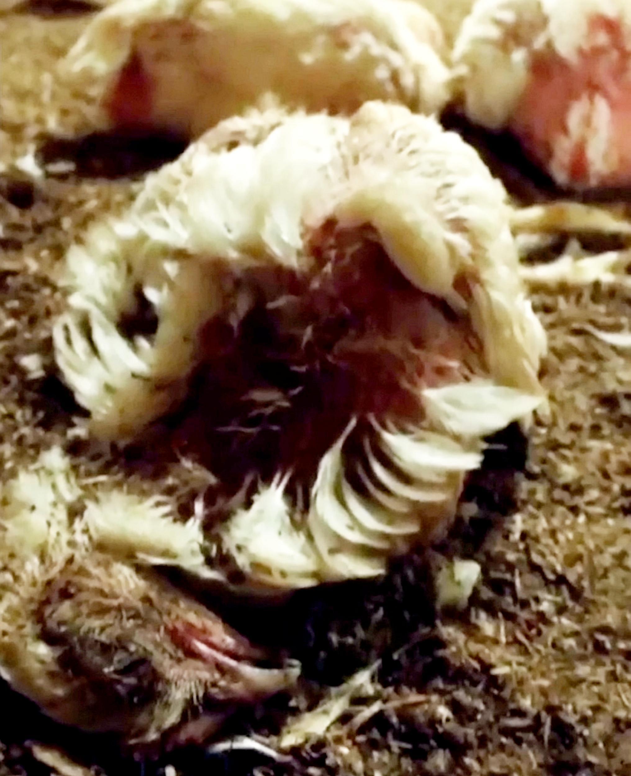 The footage shows live chickens situated close to a dead bird that's lost the majority of its feathers