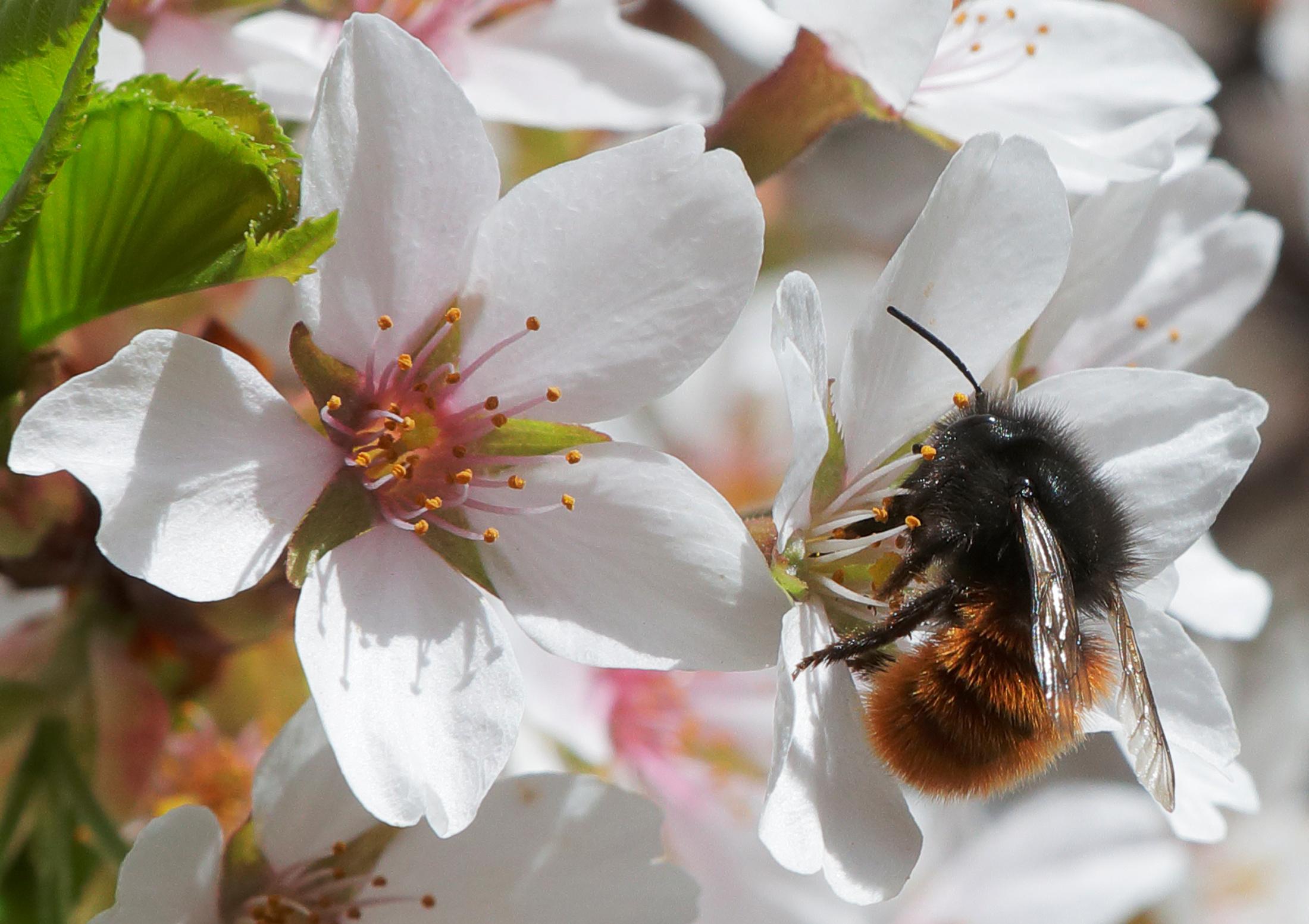 Three quarters of crops around the world depend on pollination