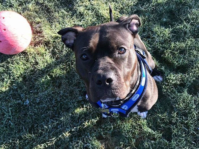 Lexi has since made an ‘excellent recovery' since her ordeal last year