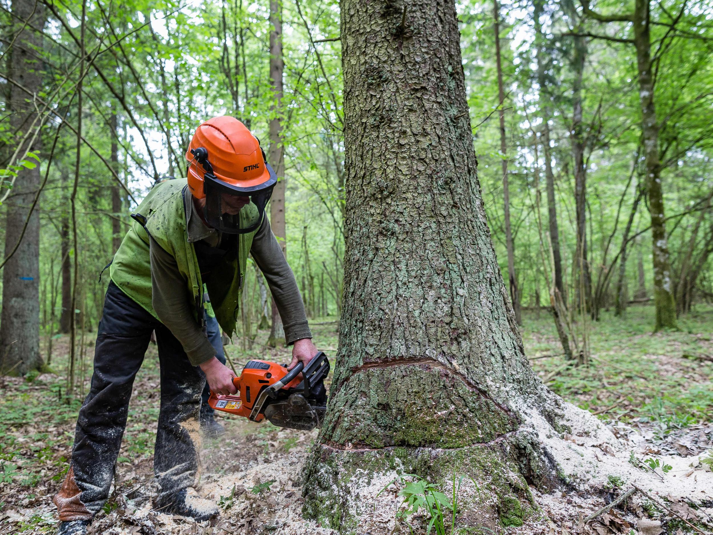 The Polish government has been instructed to reverse its decision to massively increase logging in Bialowieza forest