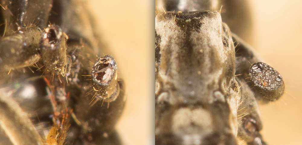 Hive mind over matter: an ant on the left is injured before the wound is sealed