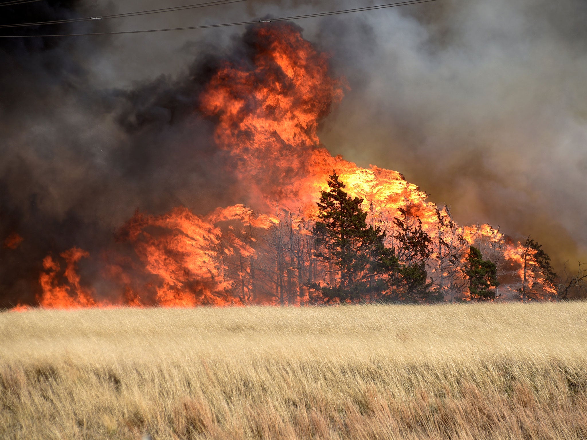 The Rhea Fire burns through a grove of red cedar trees near Seiling, Oklahoma