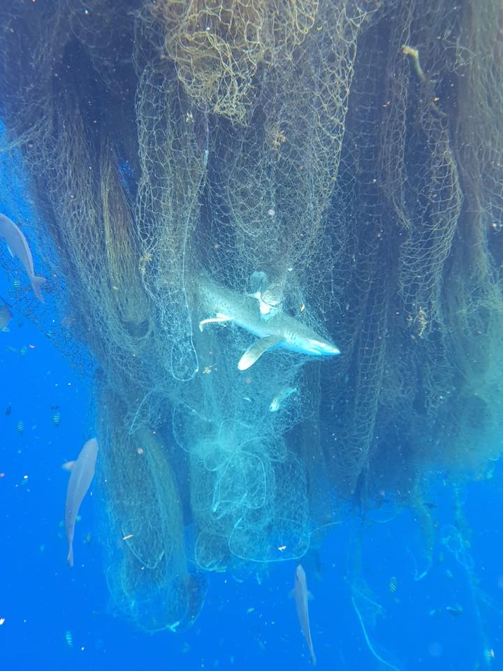 An Oceanic whitetip shark trapped on the edge of the abandoned fishing net (Dominick Martin-Mayes and Pierre Lesieur)