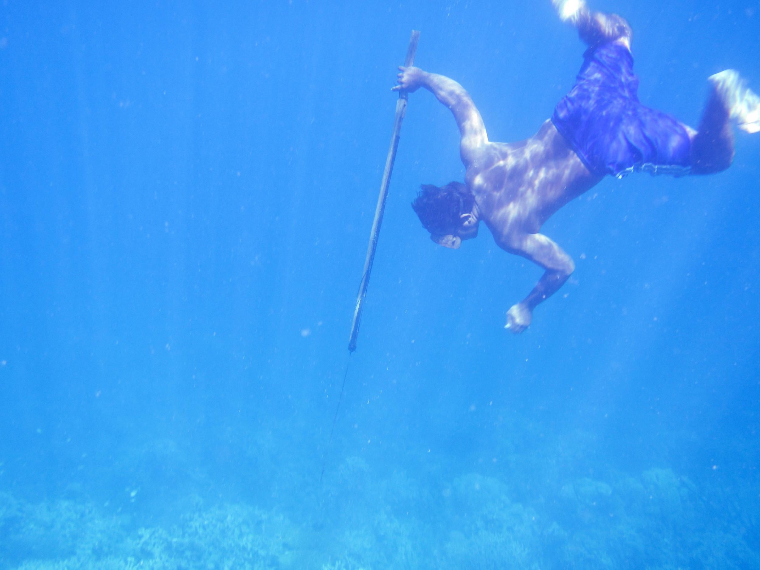 A Bajau diver hunts fish underwater using a traditional spear