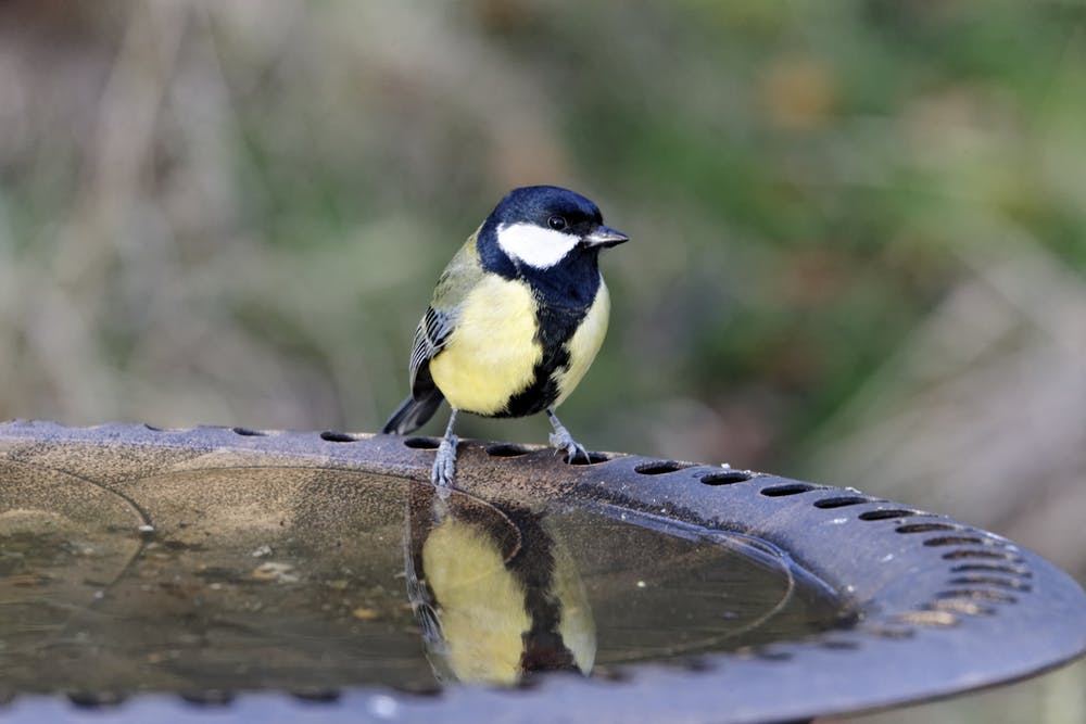 Urban great tits responded faster than their rural cousins when they believed a rival male was in their territory