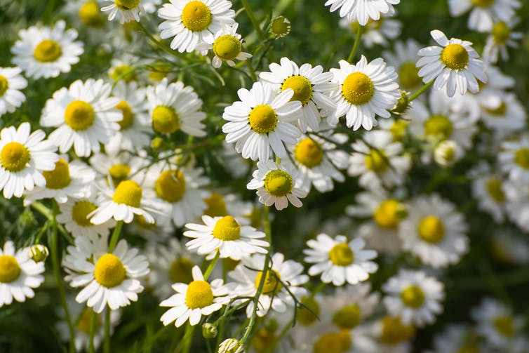 German chamomile has been taken for digestive problems since at least the first century