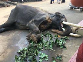 Fed the wrong diets, Kerala’s elephants suffer malnourishment (Action for Elephants UK)