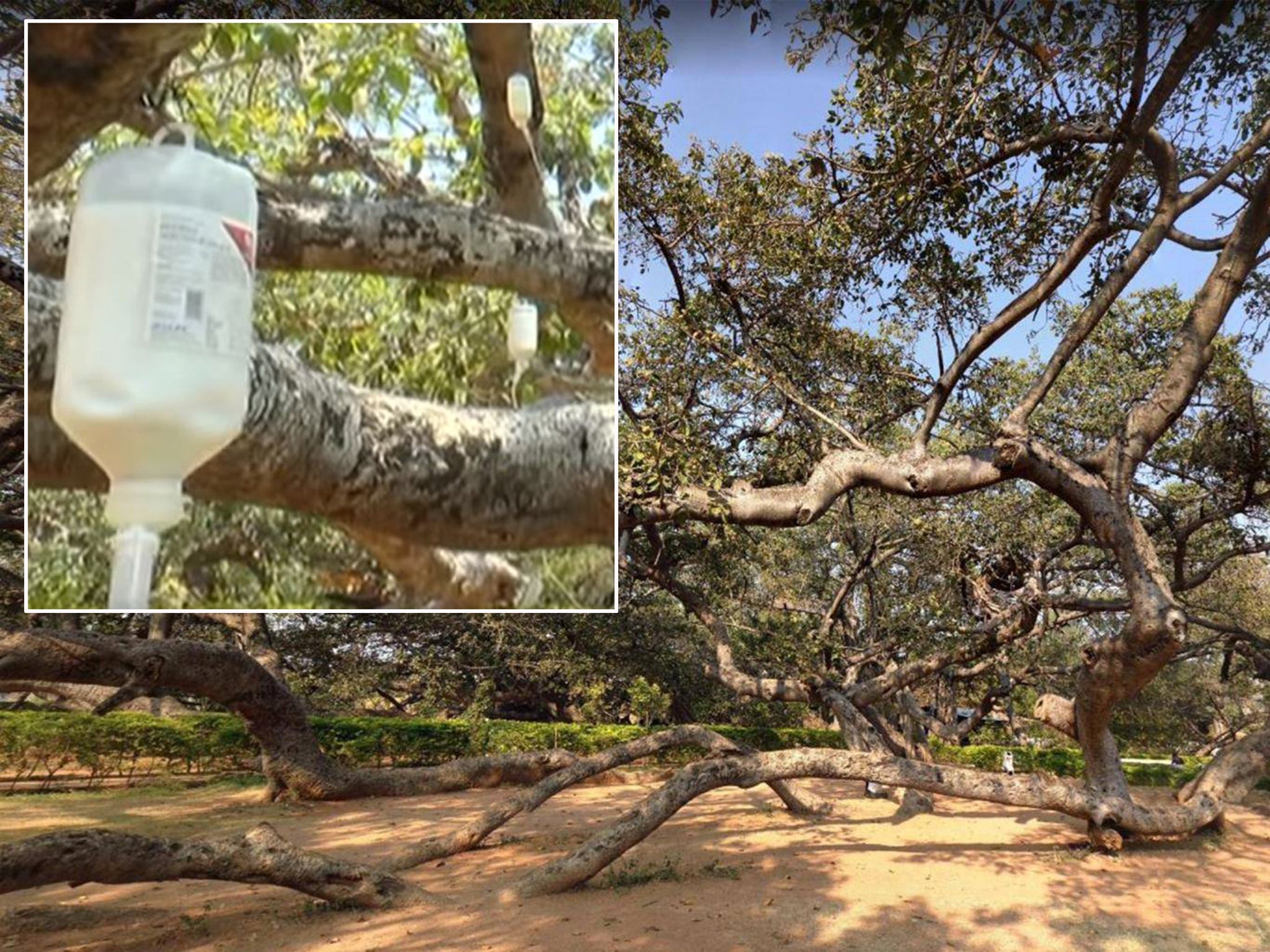 The worlds second largest banyan tree, known as Pillalamarri, spreads across three acres in Mahabugnagar, India