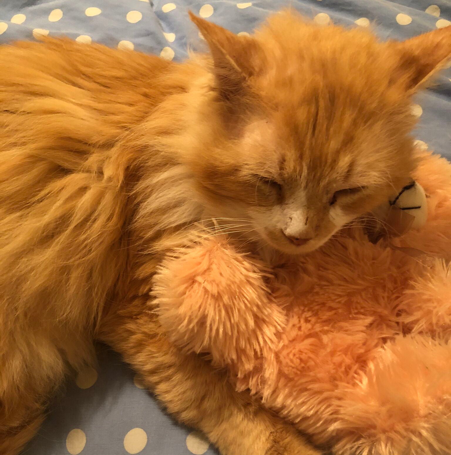 Toby the cat settles into his temporary home at the SPCA shelter in Raleigh