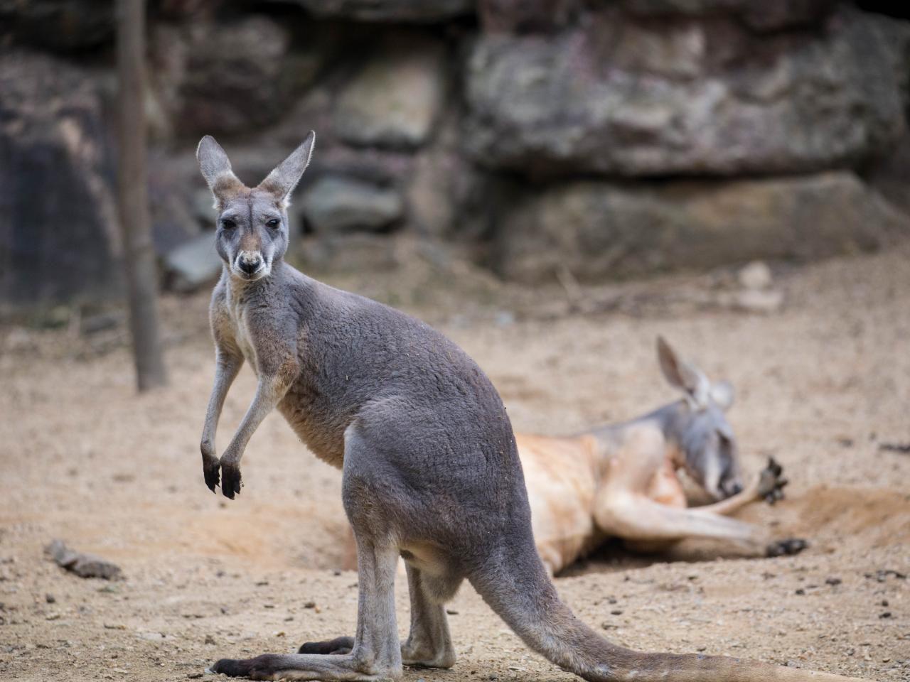 Kangaroos