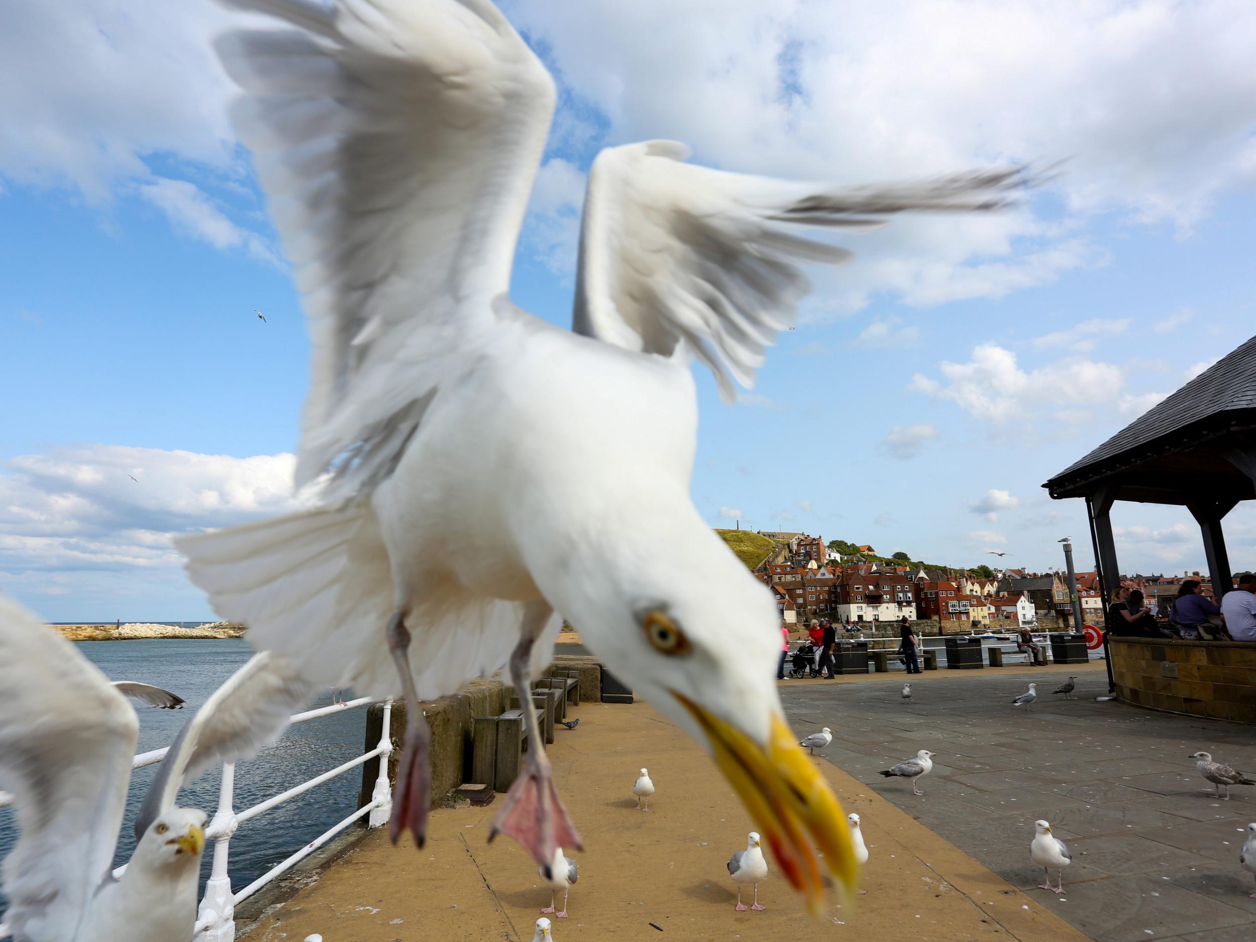 Seagulls are known to be more aggressive when they need to provide food for their young