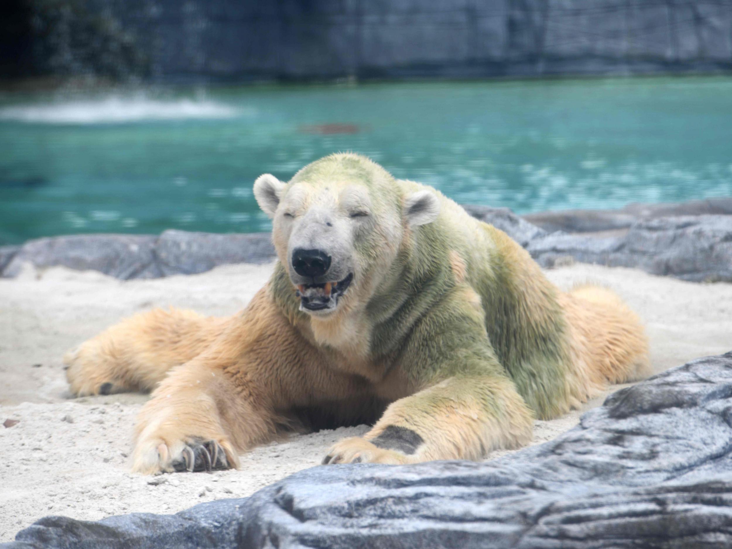 Calls for Inuka to be allowed to live out his natural life grew after the zoo operator said this month that the bear was sick