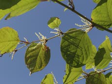 Japanese knotweed knocks £20bn off value of UK property market