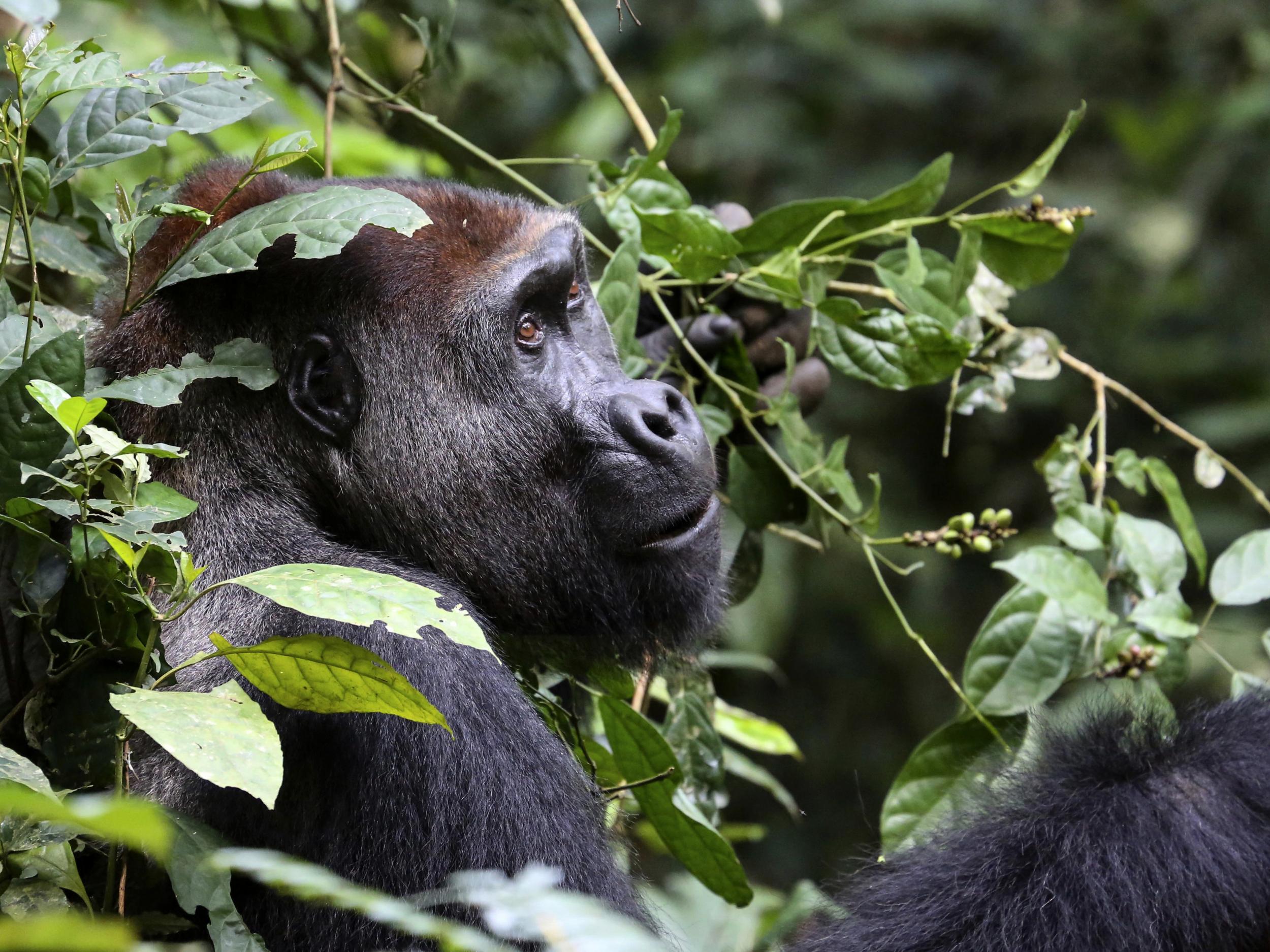 Researchers estimate there are more than 360,000 lowland gorillas in western Africa, at least a third higher than earlier figures