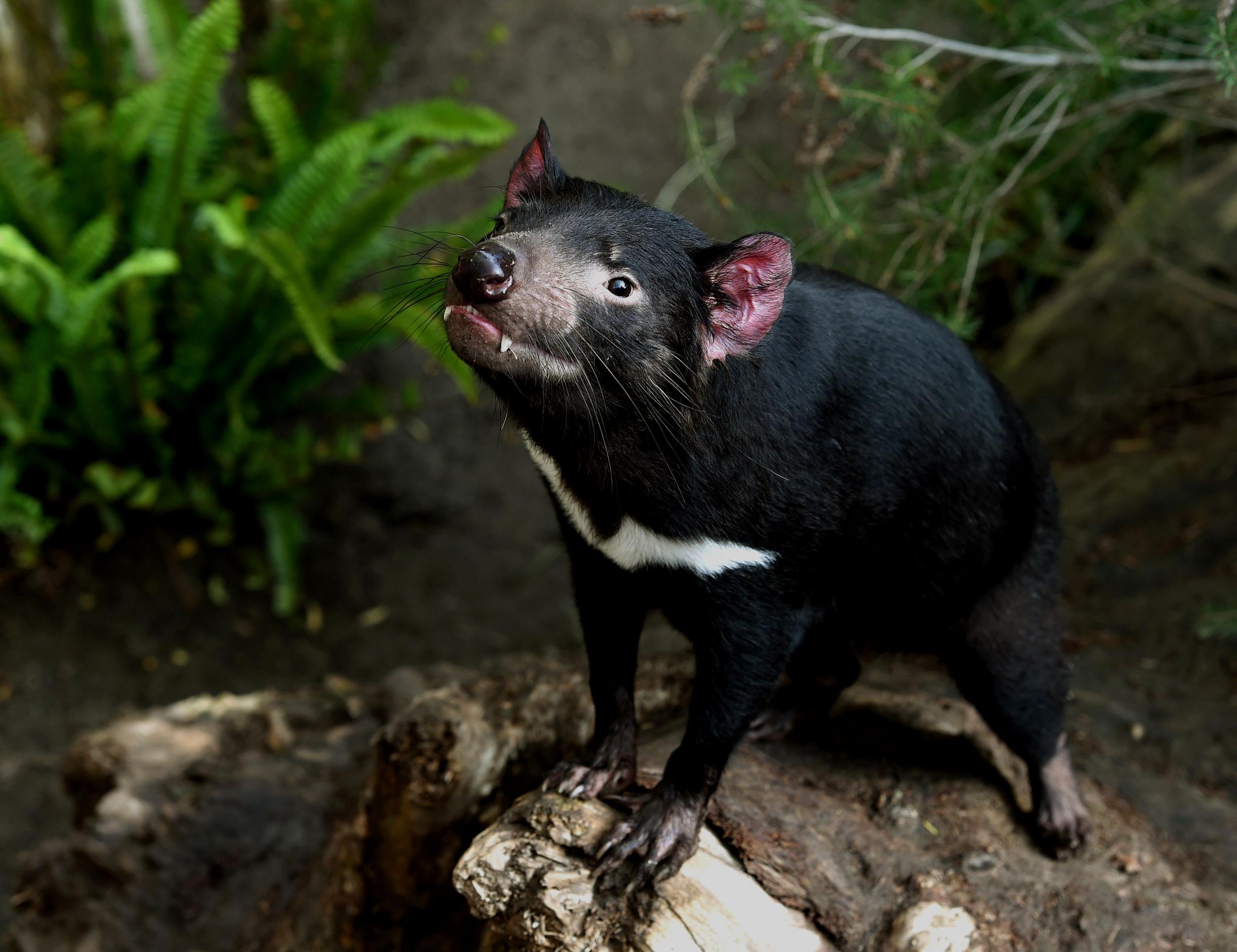 A Tasmanian Devil named Conrad looking out from inside his enclosure at the San Diego Zoo