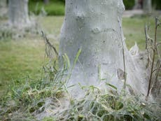 Toxic caterpillar outbreak across southern England sparks warning