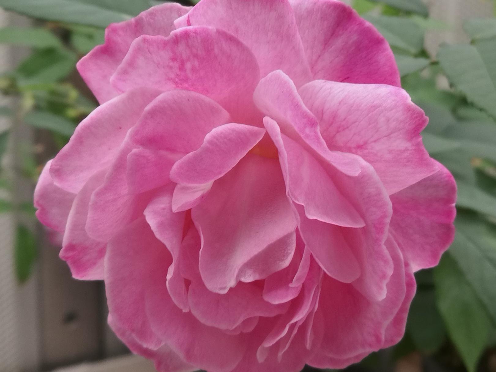 Scientists have sequenced the genome of Rosa chinensis, a modern rose species known as ‘Old Blush’