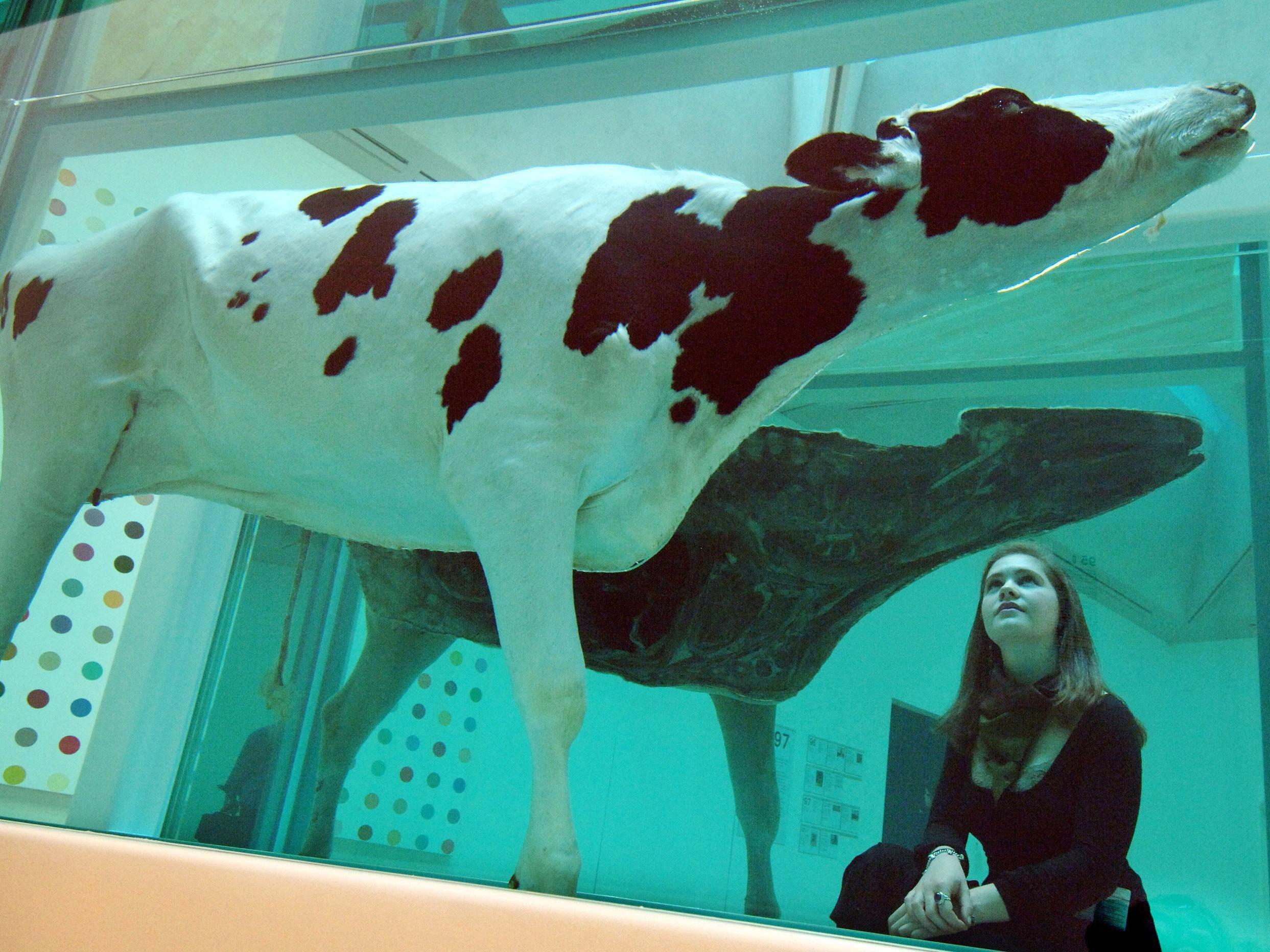 Damien Hirst's Mother and Child Divided, an artwork comprised of a cow and calf bisected and suspended in formaldehyde, which won the 1995 Turner Prize, on show in the Tate Britain, London.