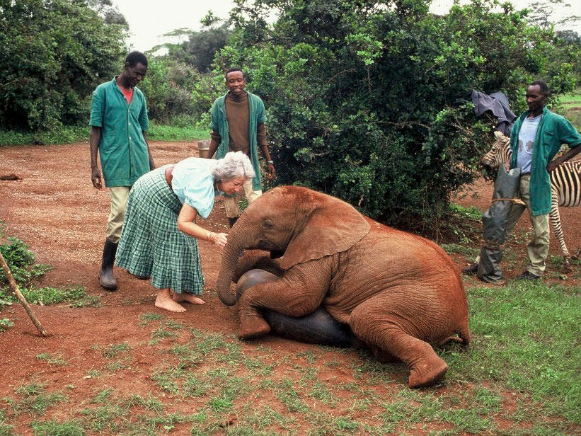 The author’s work on the Ban the Bloody Ivory campaign drew in stars including Joanna Lumley (front, centre) (Rex)