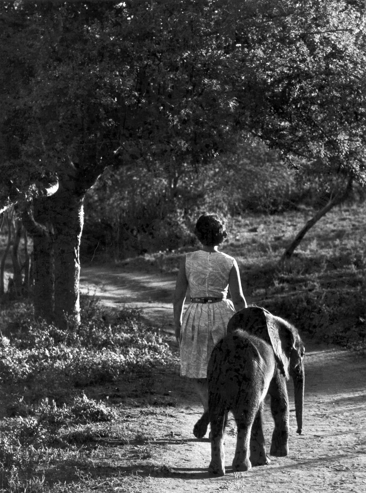 Sheldrick was named one of the most significant conservationists ever (DSWT)