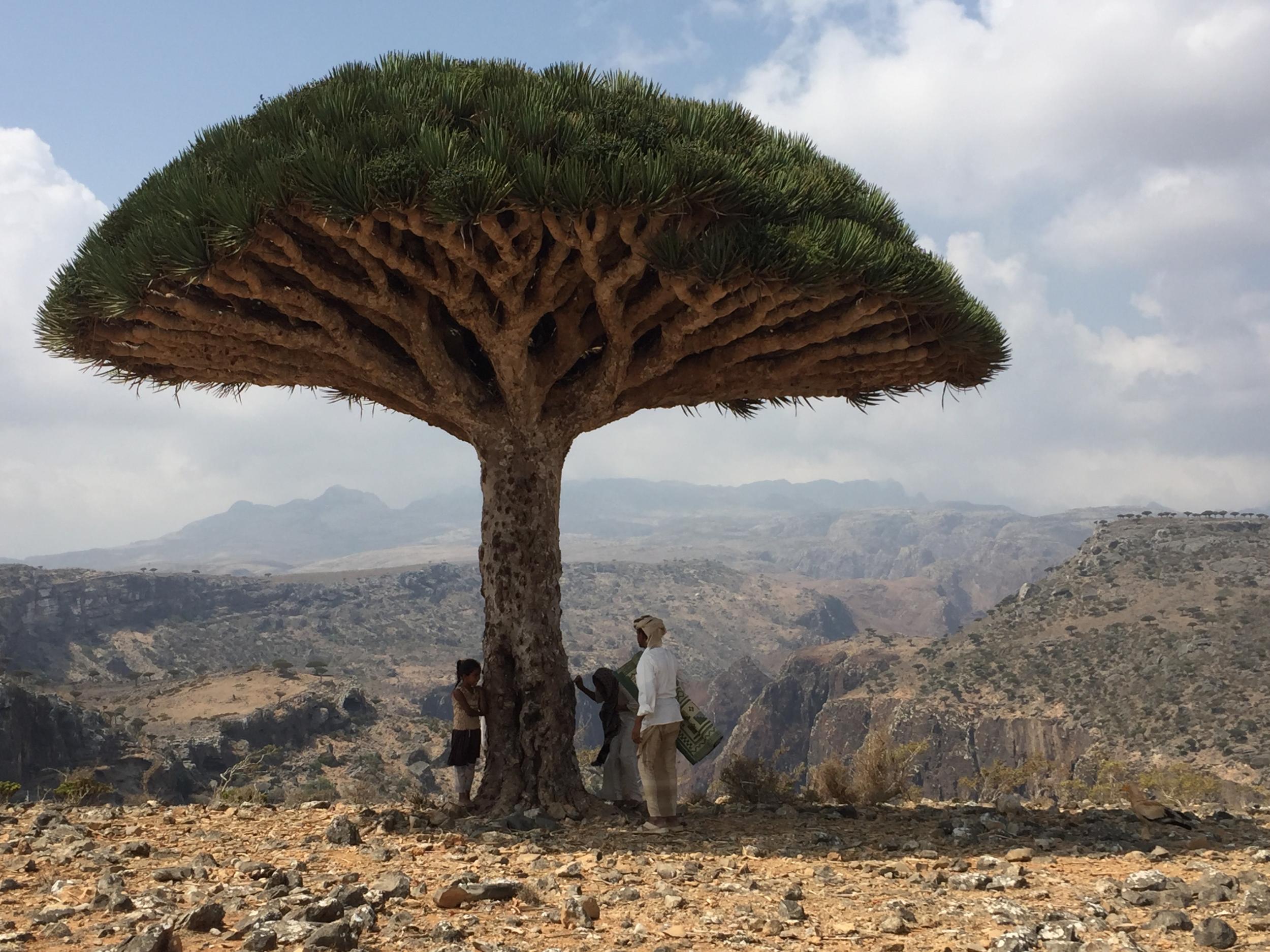 The red sap of dragon’s blood trees is harvested by little girls to use in nail varnish and make up