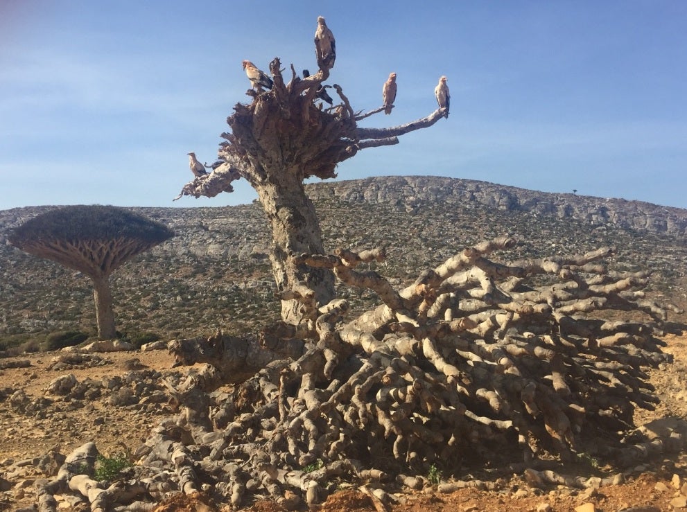 Two huge storms in 2015 upended hundreds of ancient dragon’s blood trees