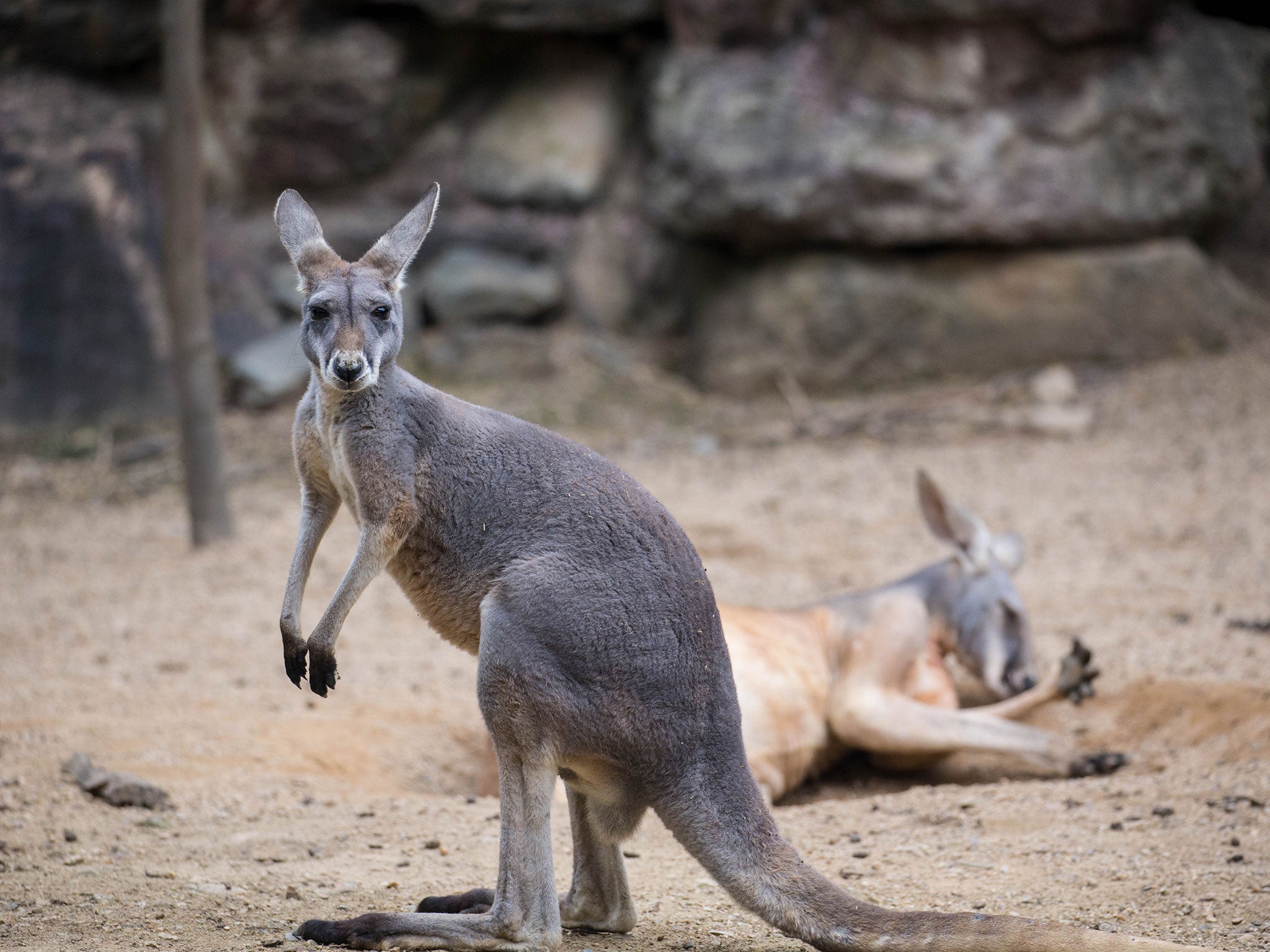 Thousands of tourists flock to the grassy slopes by Morissett Hospital in southern Lake Macquarie to see the kangaroos which gather there