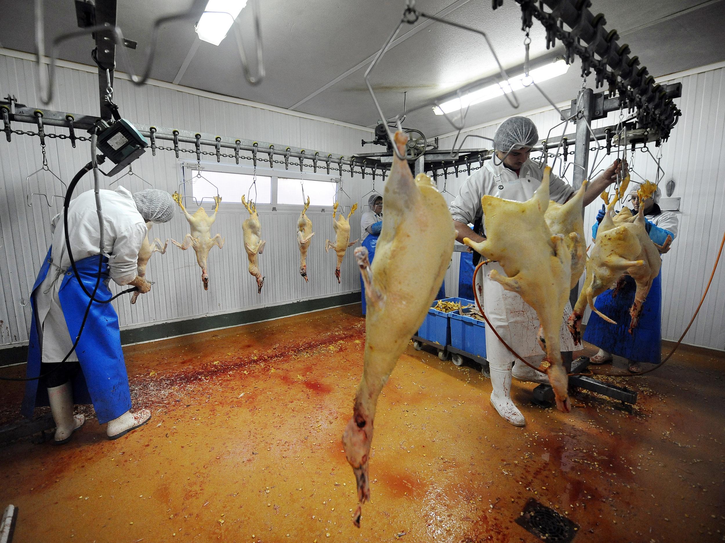 Geese being hung before their livers are extracted